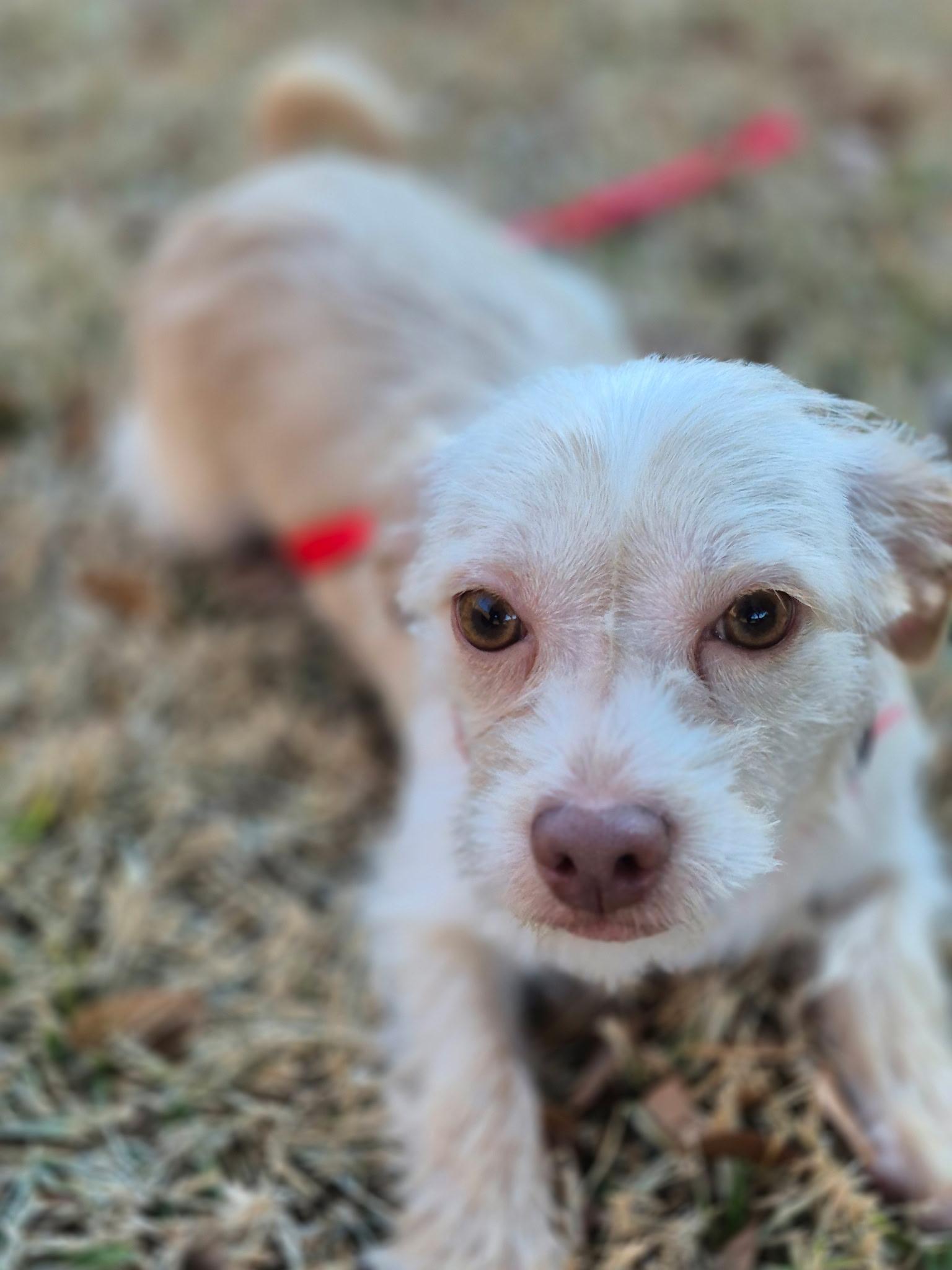 Enlarge Kumquat , a ADOPTABLE mixed breed in Dallas, TX image 2/5