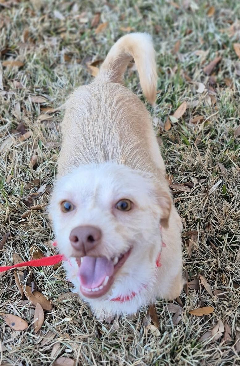 Enlarge Kumquat , a ADOPTABLE mixed breed in Dallas, TX image 3/5