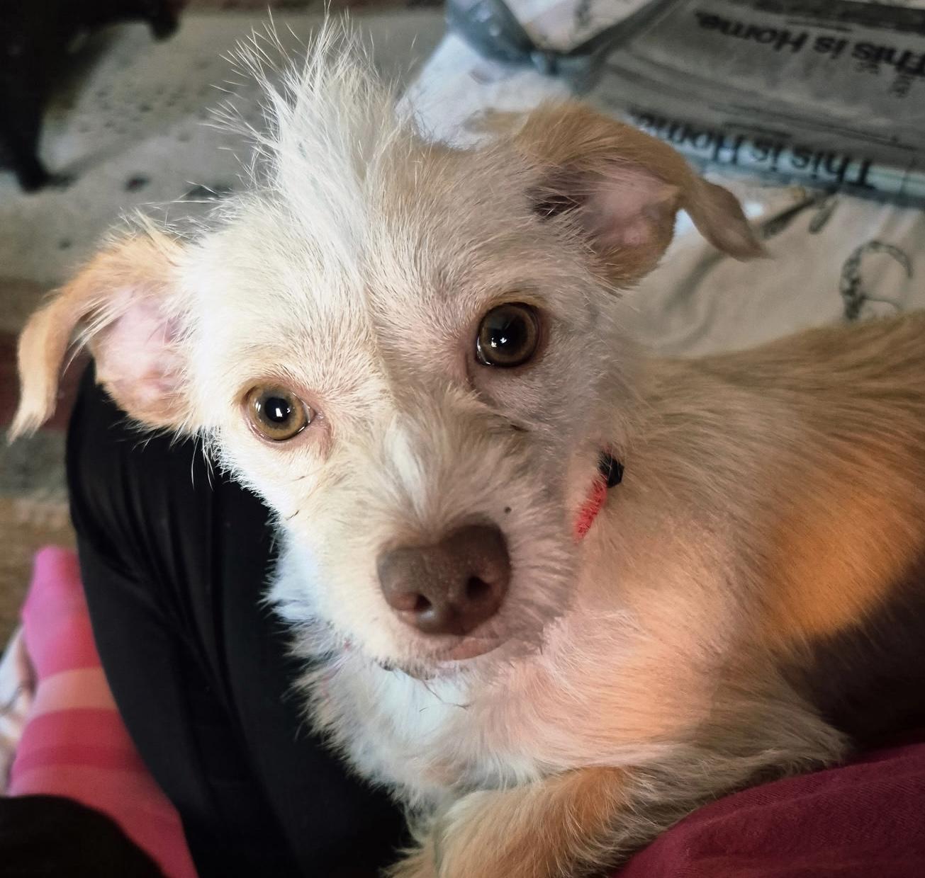 Enlarge Kumquat , a ADOPTABLE mixed breed in Dallas, TX image 5/5