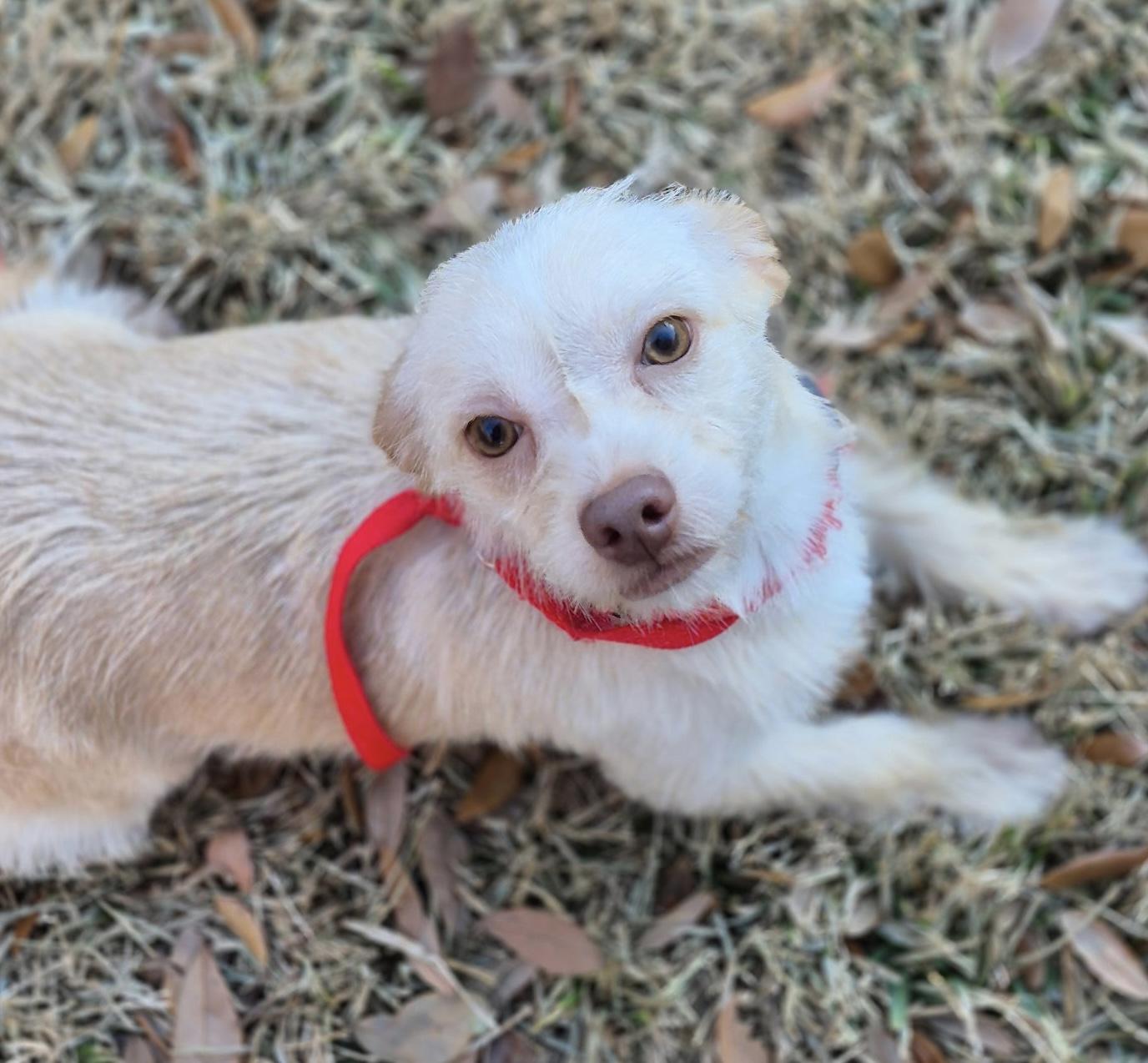 Enlarge Kumquat , a ADOPTABLE mixed breed in Dallas, TX image 4/5
