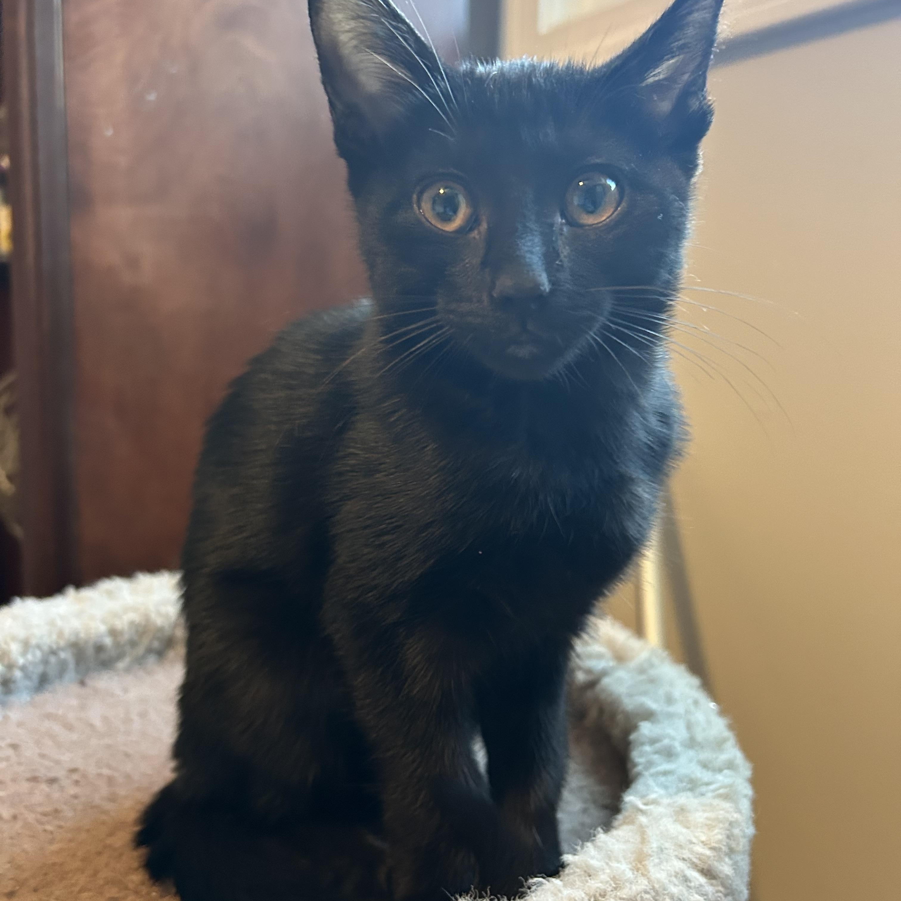 Twizzler, Baby Female Domestic Short Hair