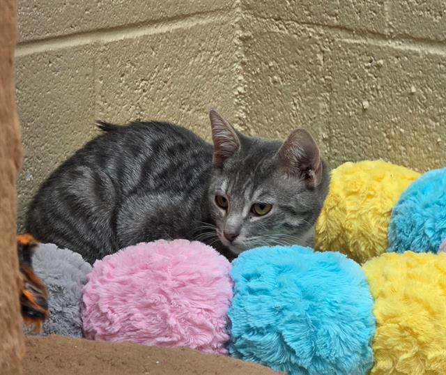 YURI, Adoptable, Kitten Male Domestic Short Hair.