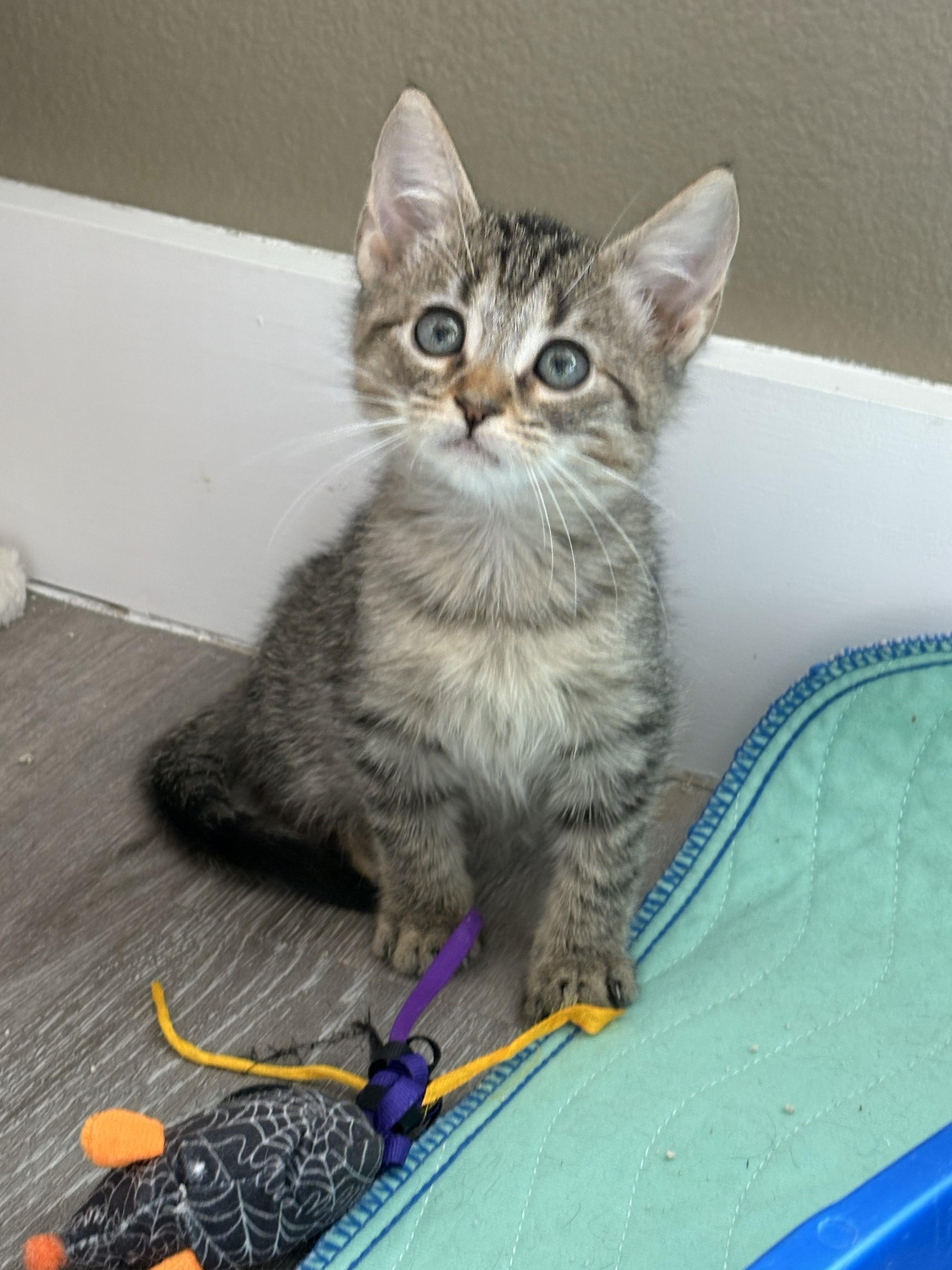 Enlarge Peanut, a ADOPTABLE mixed breed in Mission Viejo, CA image 1/1