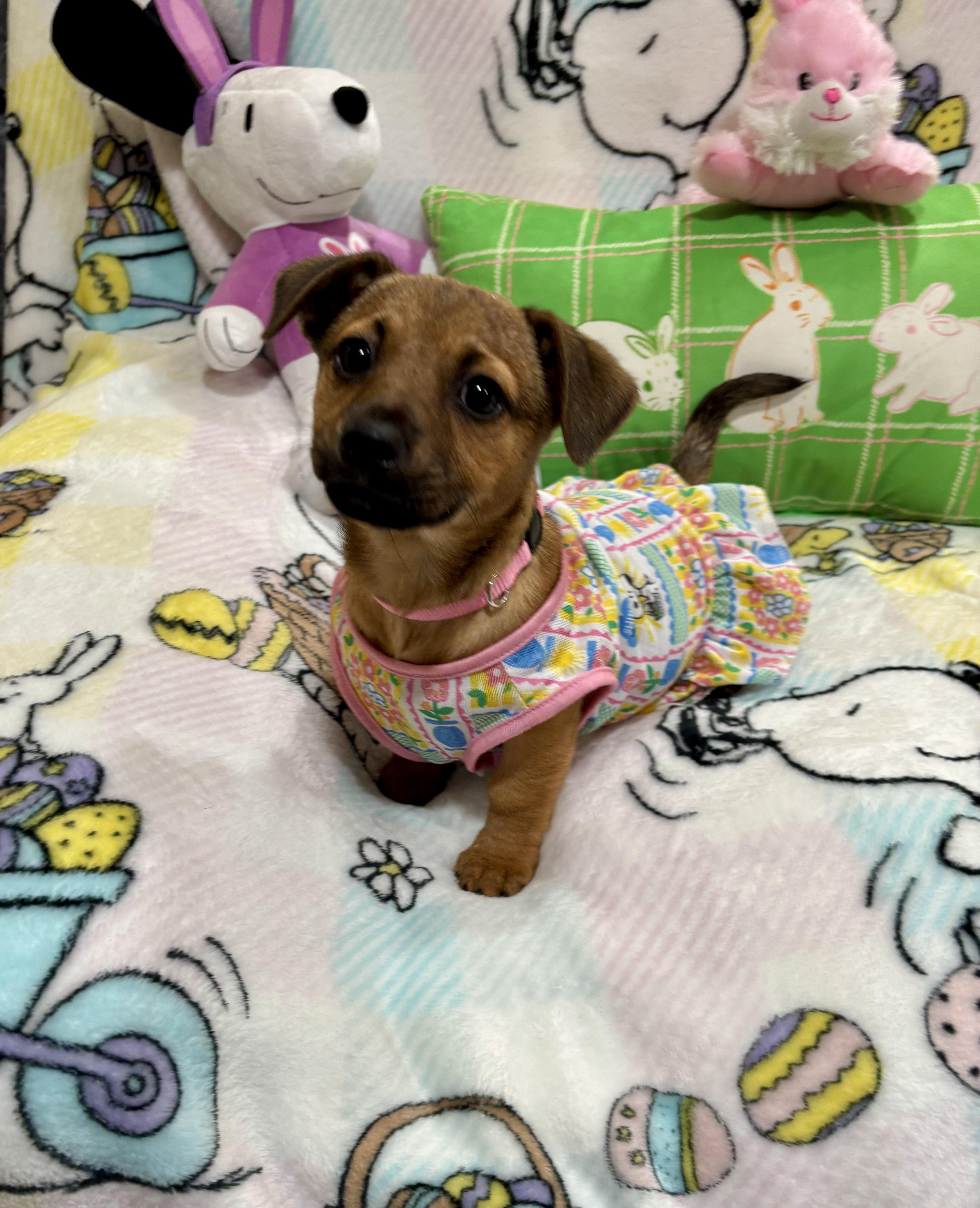 Enlarge Duchess, an adopted mixed breed in Foster, OR image 5/5