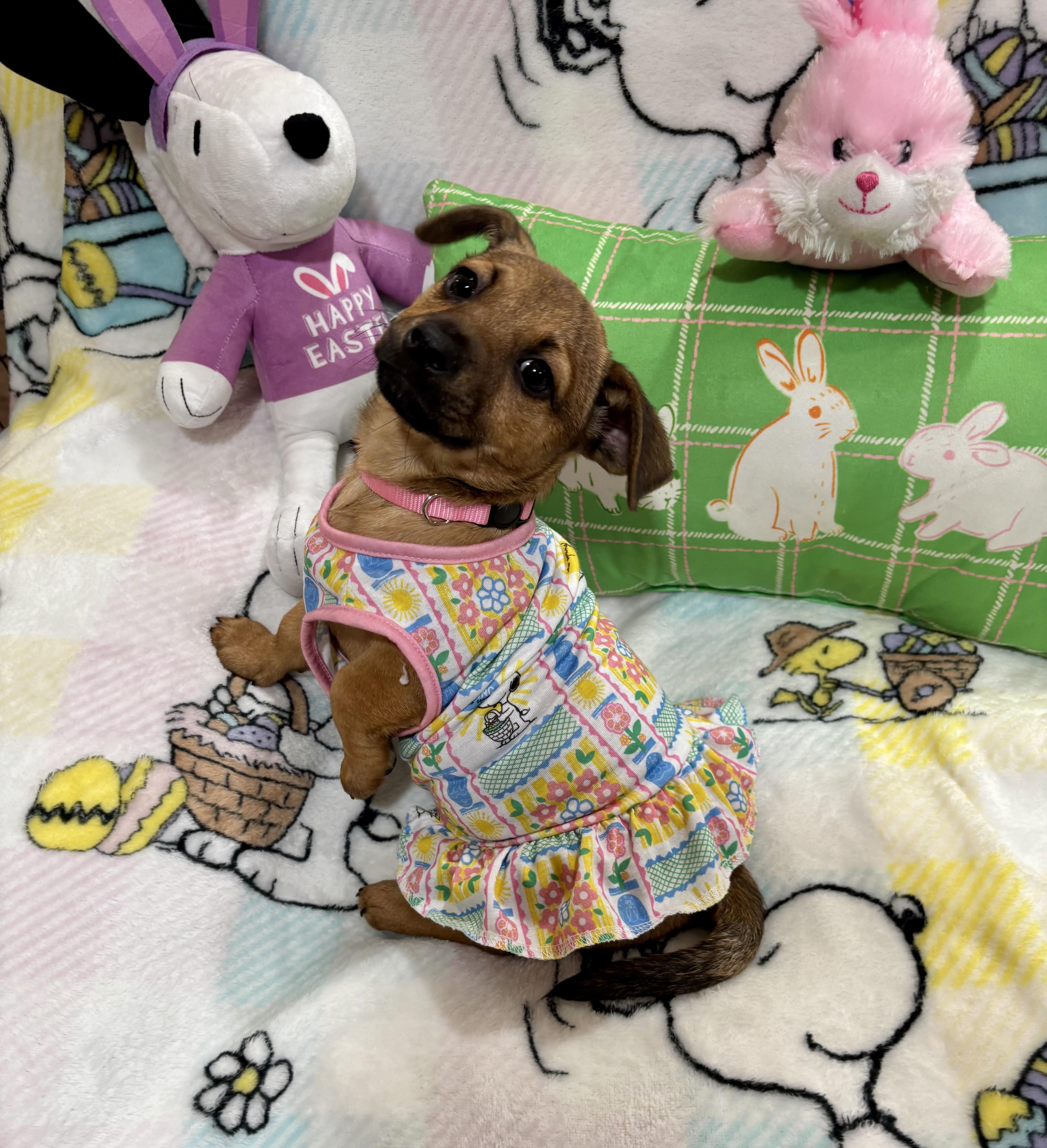 Enlarge Duchess, an adopted mixed breed in Foster, OR image 2/5