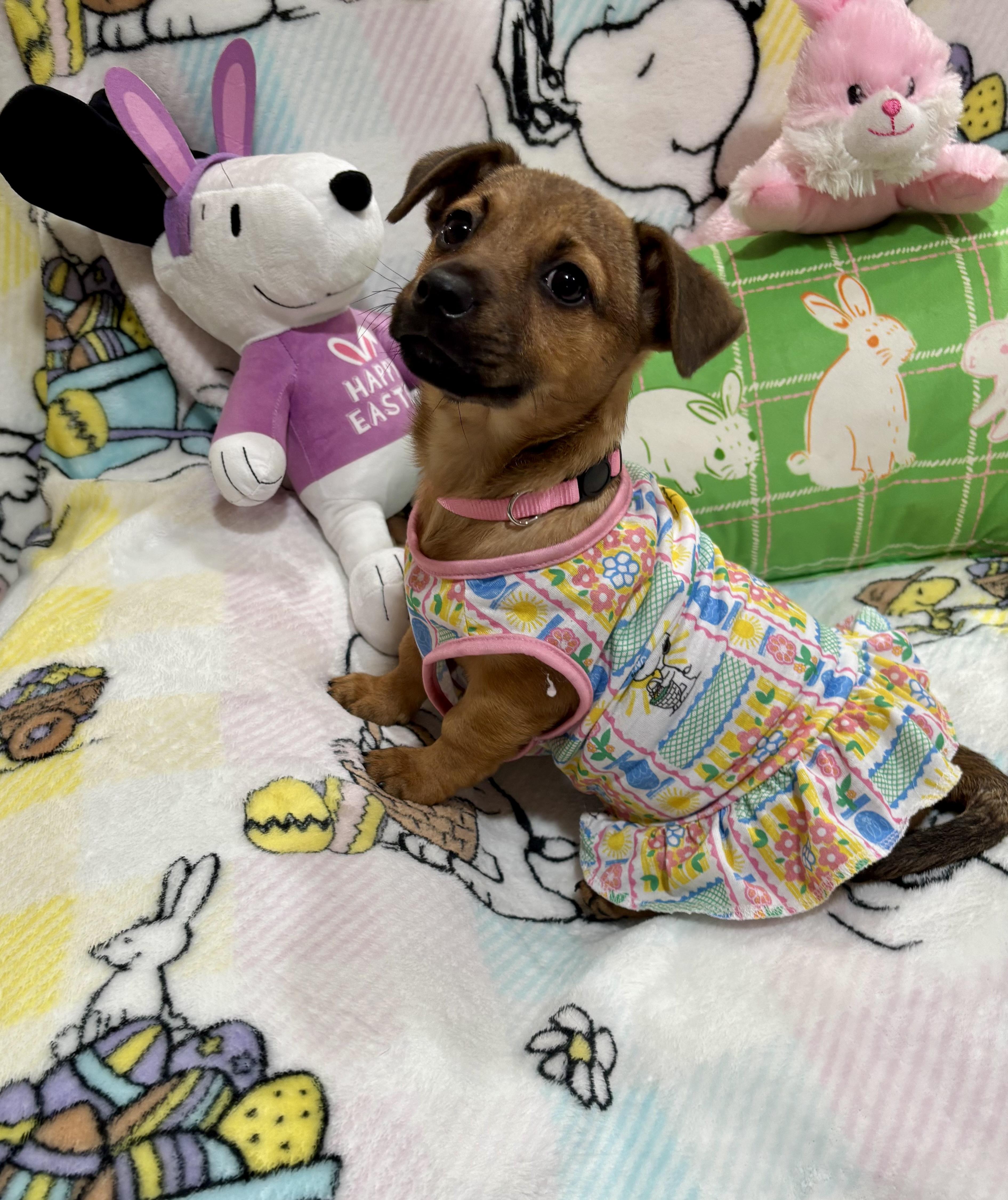 Enlarge Duchess, an adopted mixed breed in Foster, OR image 3/5