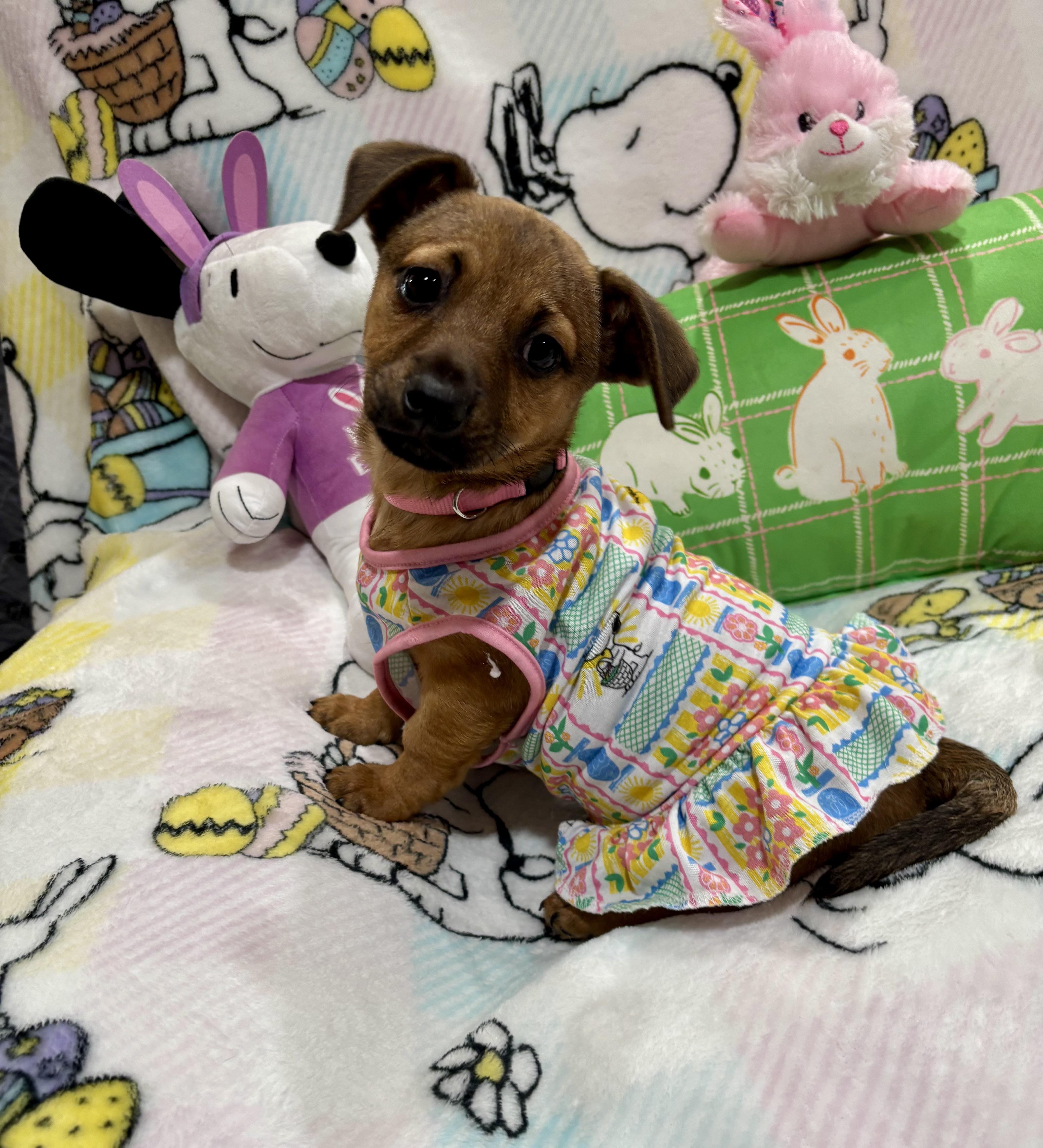 Duchess, adopted, Puppy Female Dachshund & Terrier.