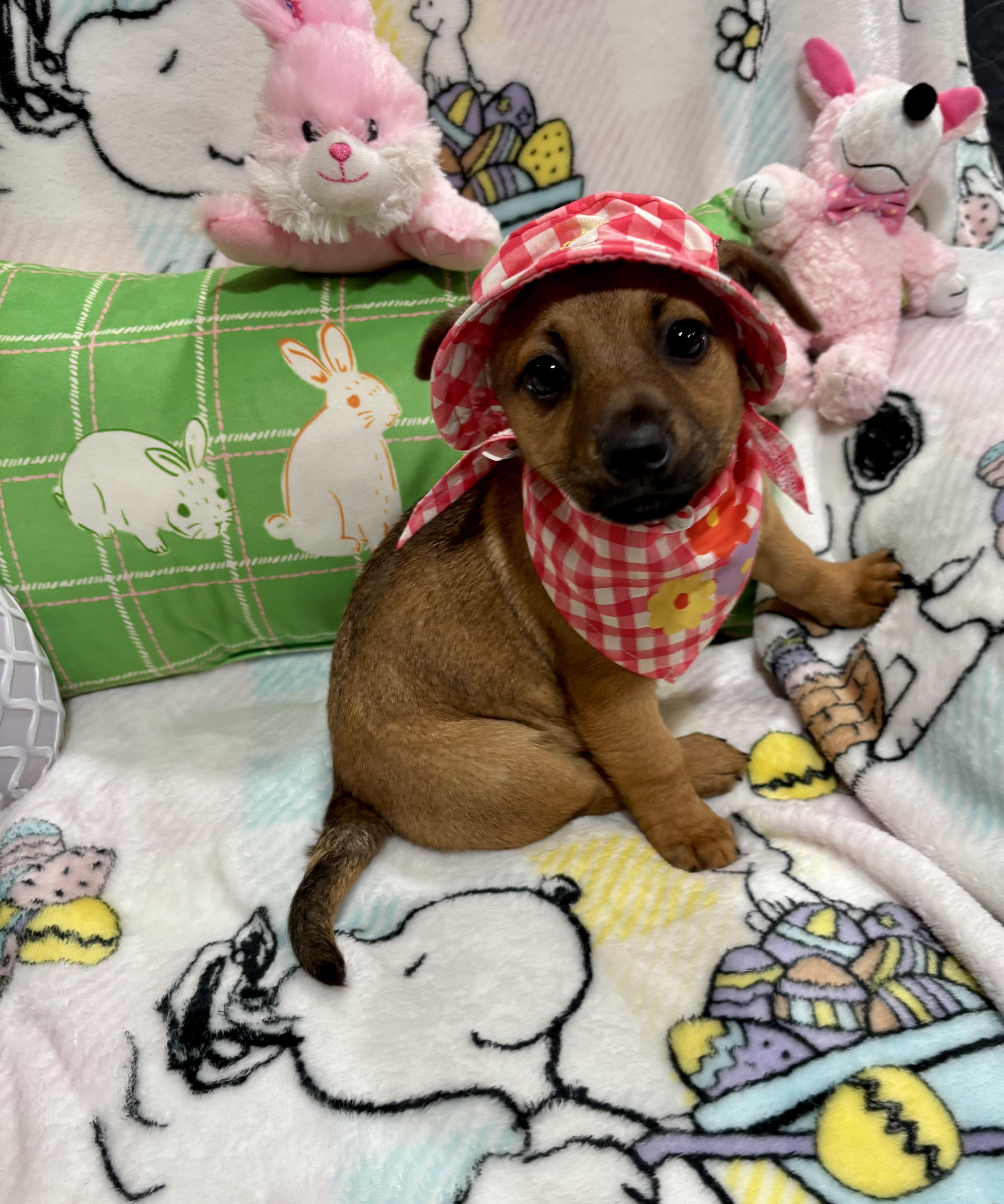 Enlarge Duchess, an adopted mixed breed in Foster, OR image 4/5