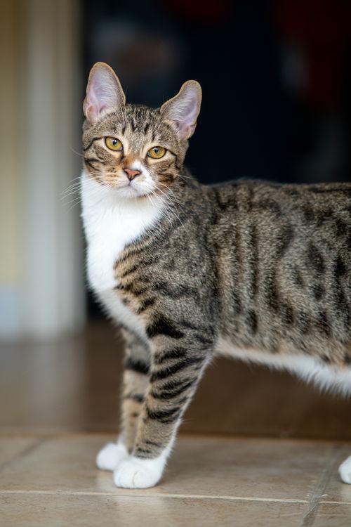 Enlarge Sir Lance, a Adopted Domestic Short Hair in Davis, CA image 1/3
