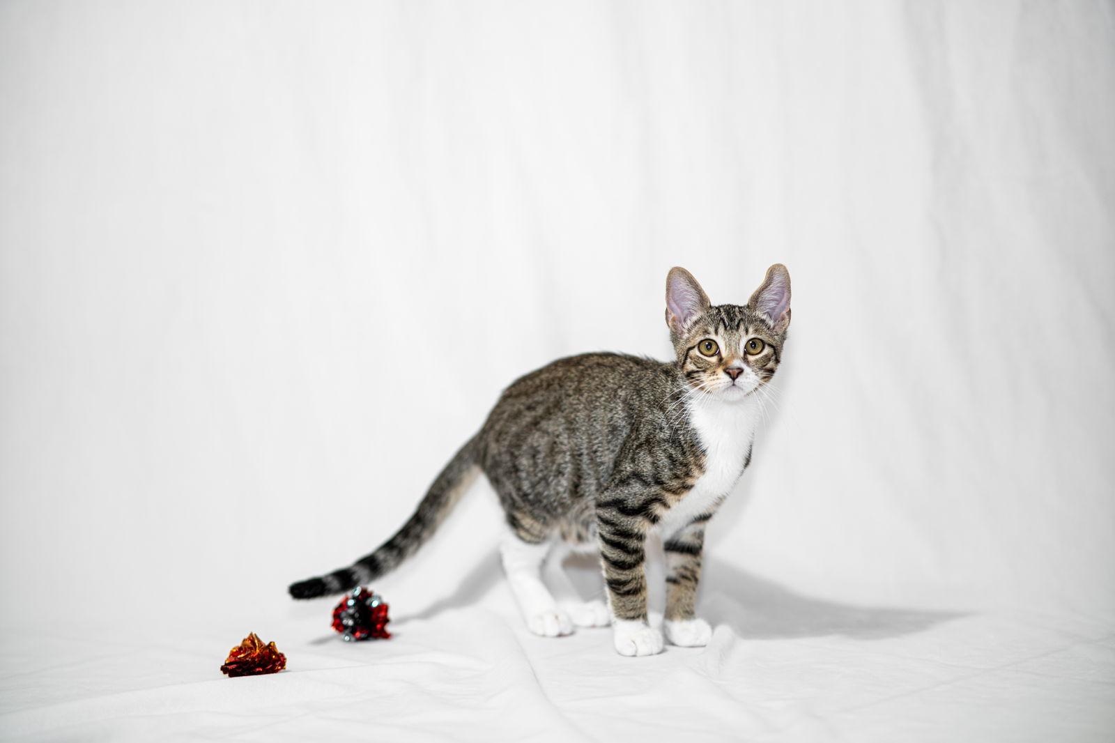 Enlarge Sir Lance, a Adoptable Domestic Short Hair in Davis, CA image 2/3