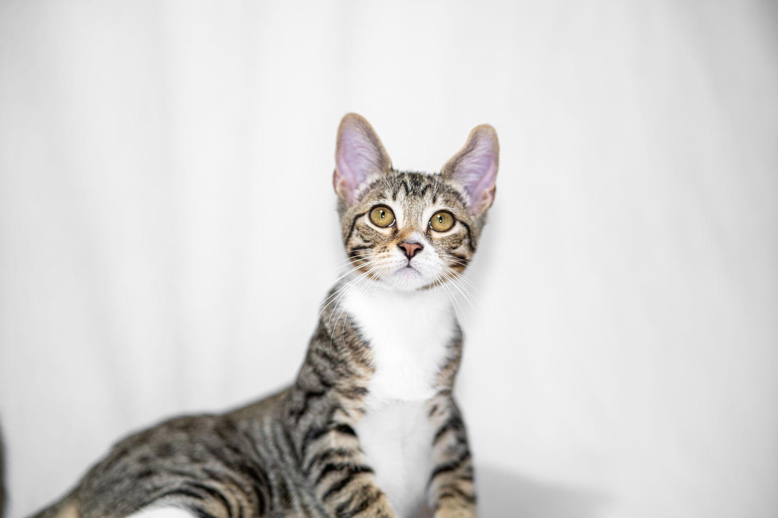 Enlarge Sir Lance, a Adopted Domestic Short Hair in Davis, CA image 3/3