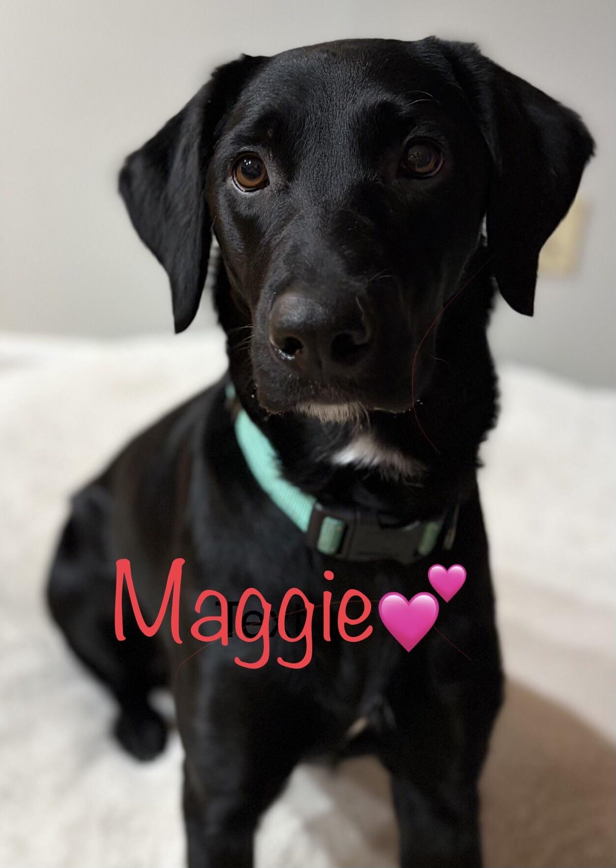 Enlarge Maggie. - in Vermont ! , a ADOPTABLE Labrador Retriever in Burlington, VT image 4/6