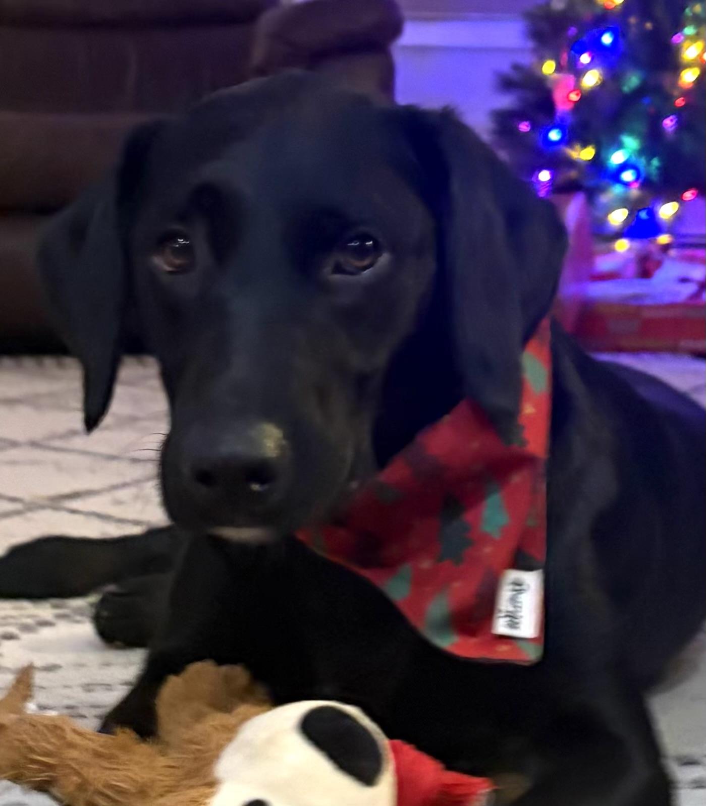 Maggie. - in Vermont ! , ADOPTABLE, Young Female Labrador Retriever.