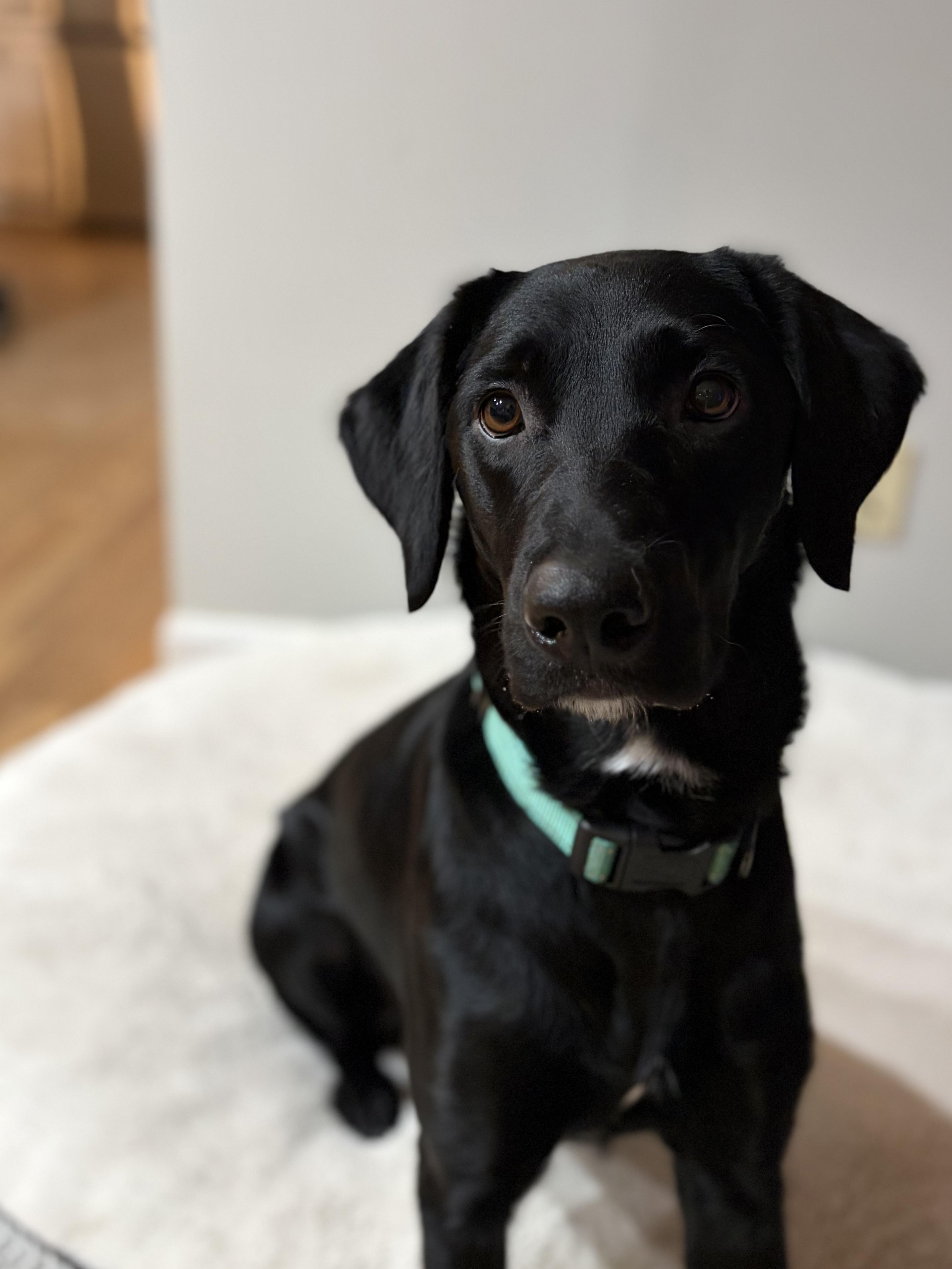 Enlarge Maggie. - in Vermont ! , a ADOPTABLE Labrador Retriever in Burlington, VT image 3/6