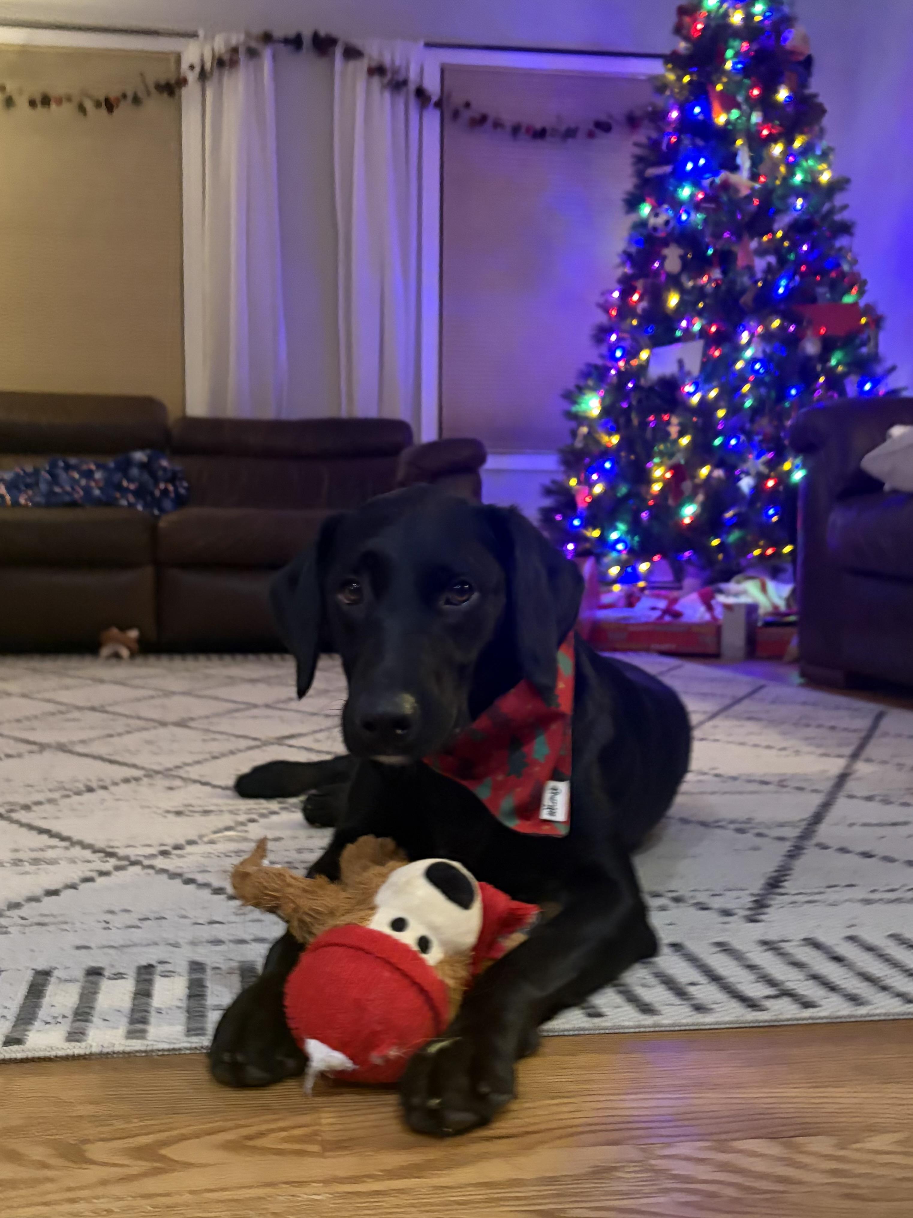 Enlarge Maggie. - in Vermont ! , a ADOPTABLE Labrador Retriever in Burlington, VT image 2/6