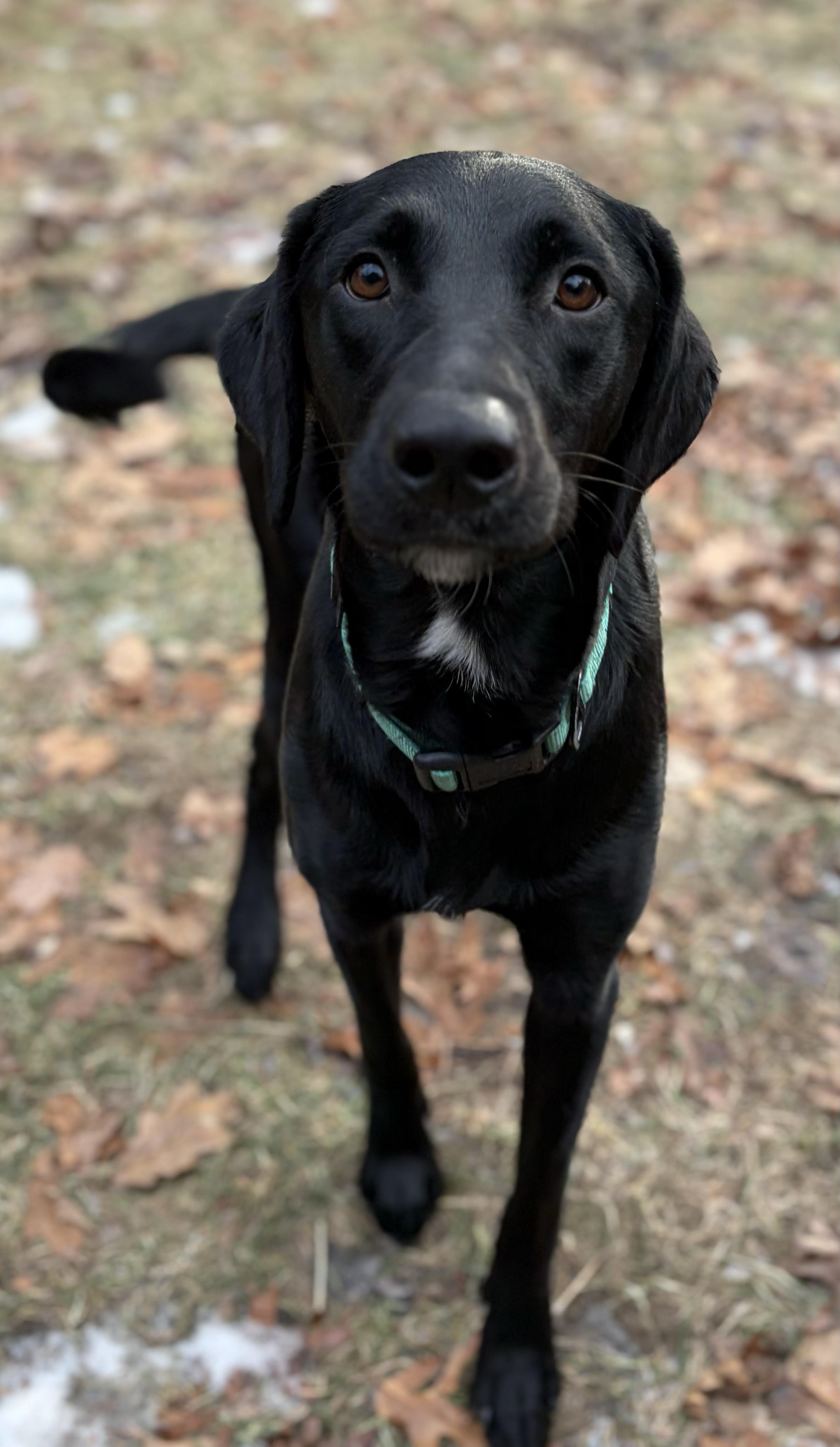 Enlarge Maggie. - in Vermont ! , a ADOPTABLE Labrador Retriever in Burlington, VT image 6/6