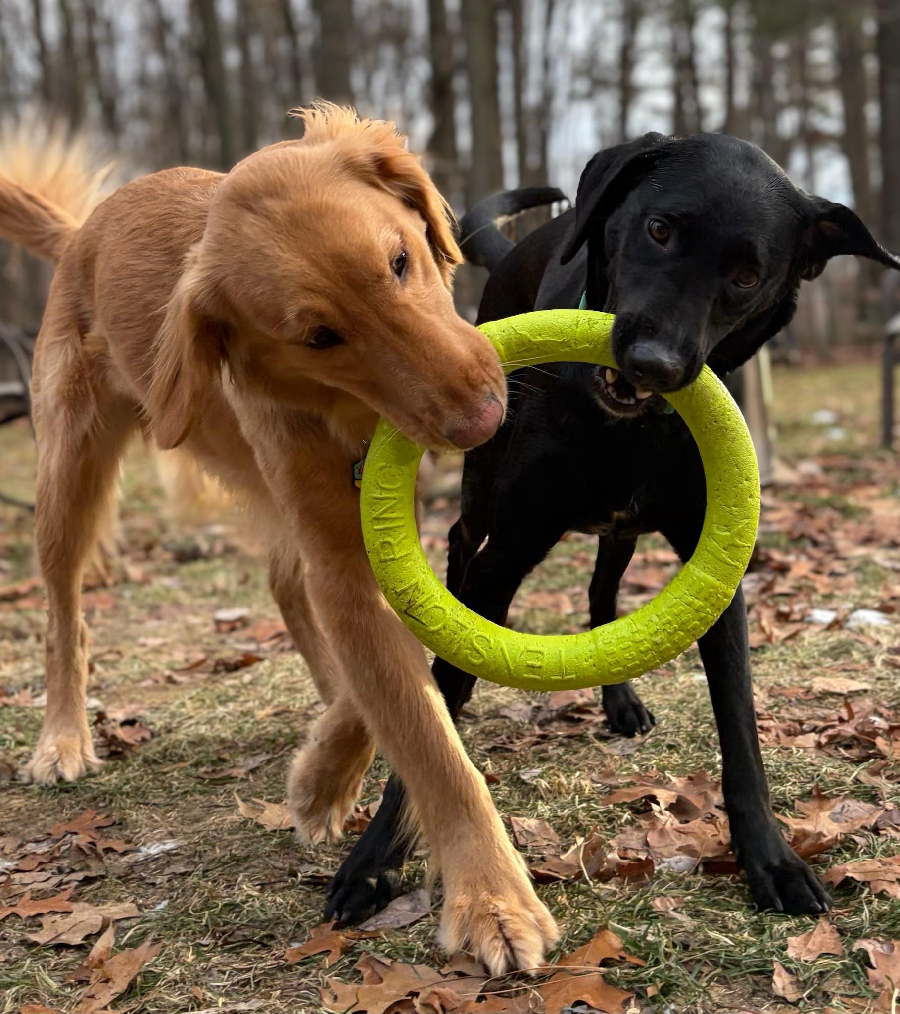 Enlarge Maggie. - in Vermont ! , a ADOPTABLE Labrador Retriever in Burlington, VT image 5/6