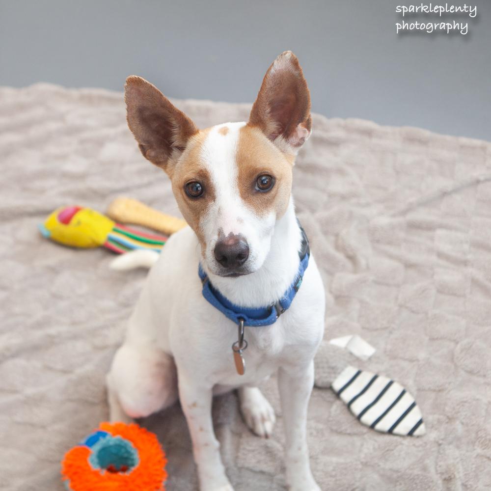 Enlarge Ty Ty, an adoptable Mixed Breed in Ridgefield, CT image 1/6