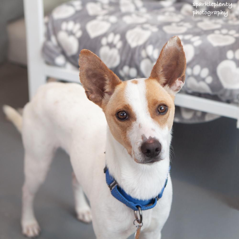 Enlarge Ty Ty, an adoptable Mixed Breed in Ridgefield, CT image 3/6