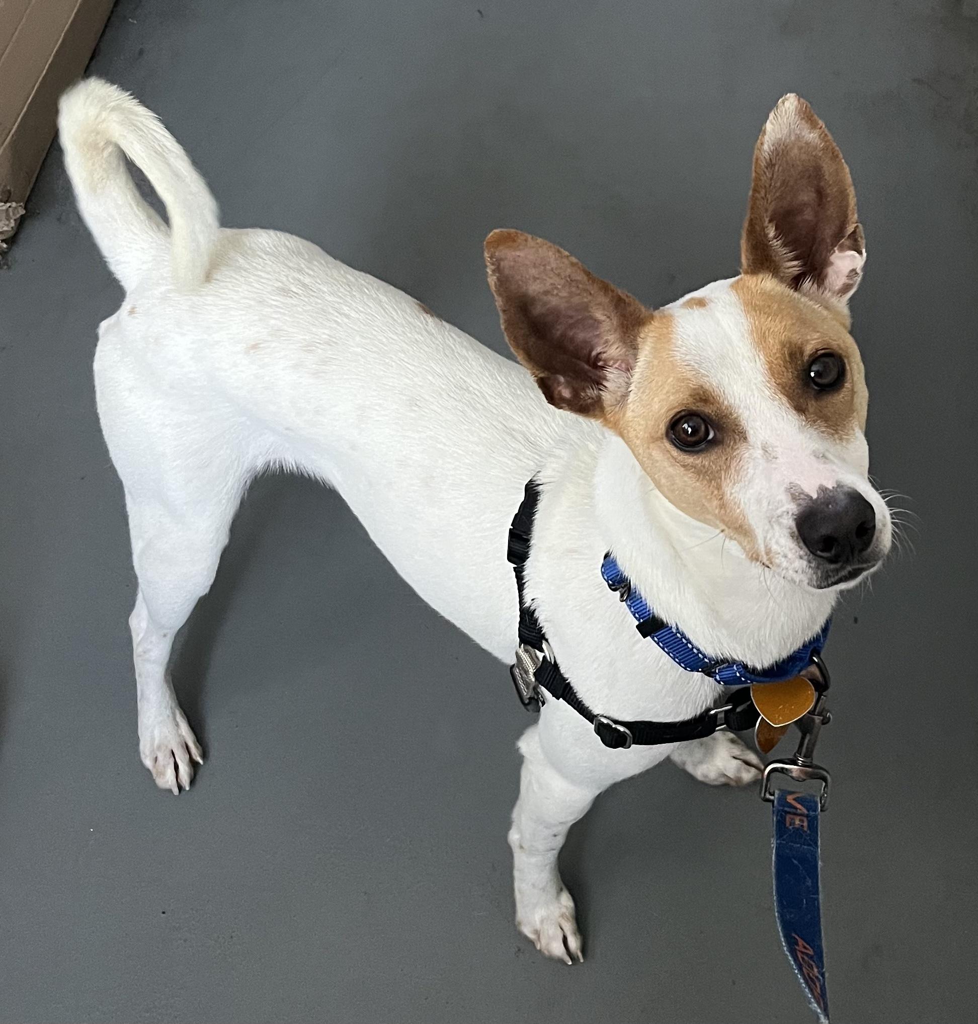 Enlarge Ty Ty, an adoptable Mixed Breed in Ridgefield, CT image 5/6