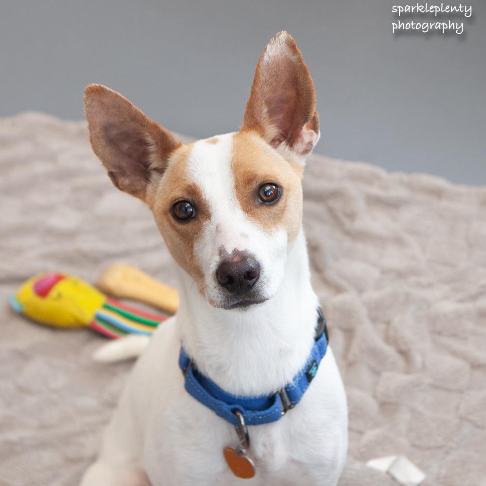 Enlarge Ty Ty, an adoptable Mixed Breed in Ridgefield, CT image 2/6