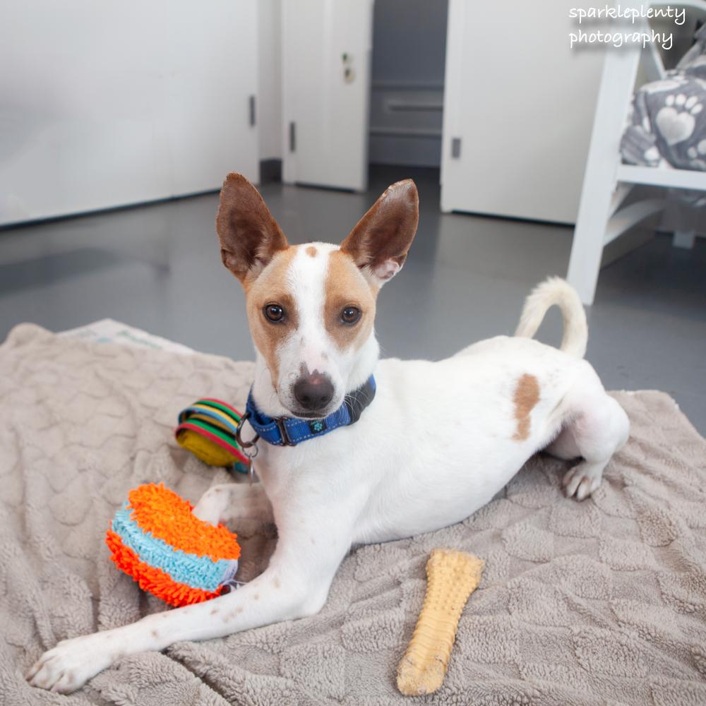 Enlarge Ty Ty, an adoptable Mixed Breed in Ridgefield, CT image 4/6