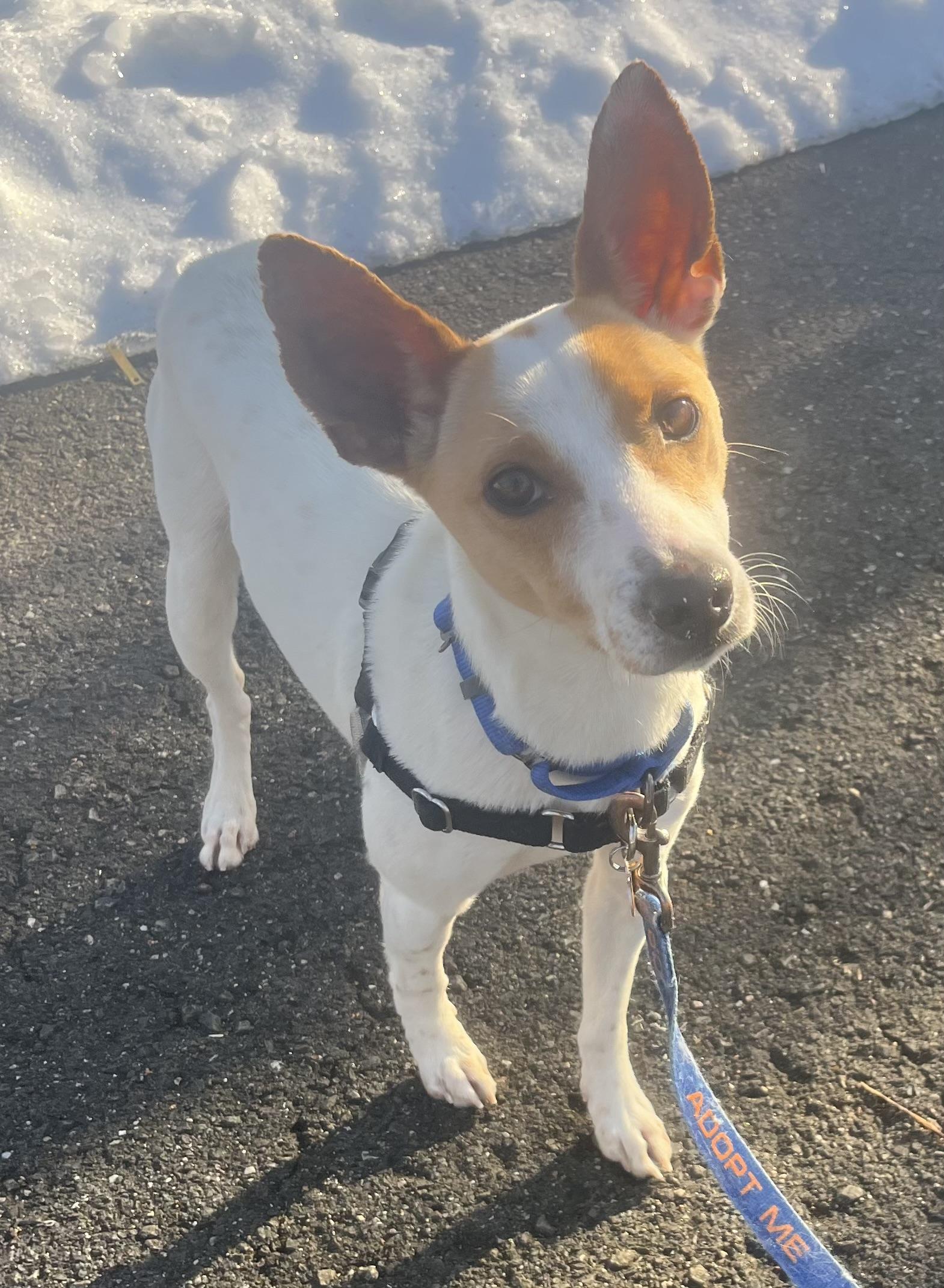 Enlarge Ty Ty, an adoptable Mixed Breed in Ridgefield, CT image 6/6