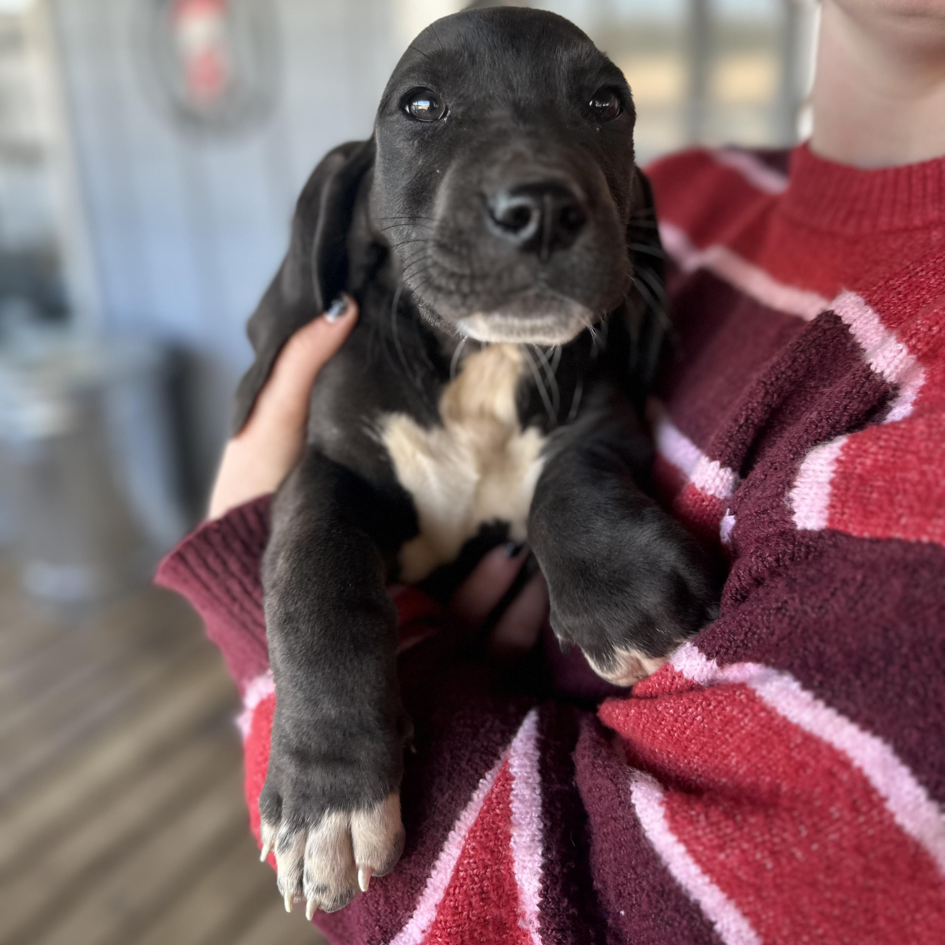 Enlarge  Big Mack, a ADOPTABLE mixed breed in Foxworth, MS image 1/1