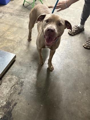 Enlarge Marmalade, a Adoptable Mixed Breed in Georgetown, SC image 1/1