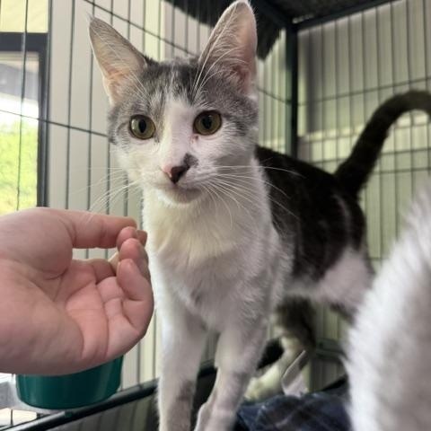 Panini, adopted, Young Female Domestic Short Hair.