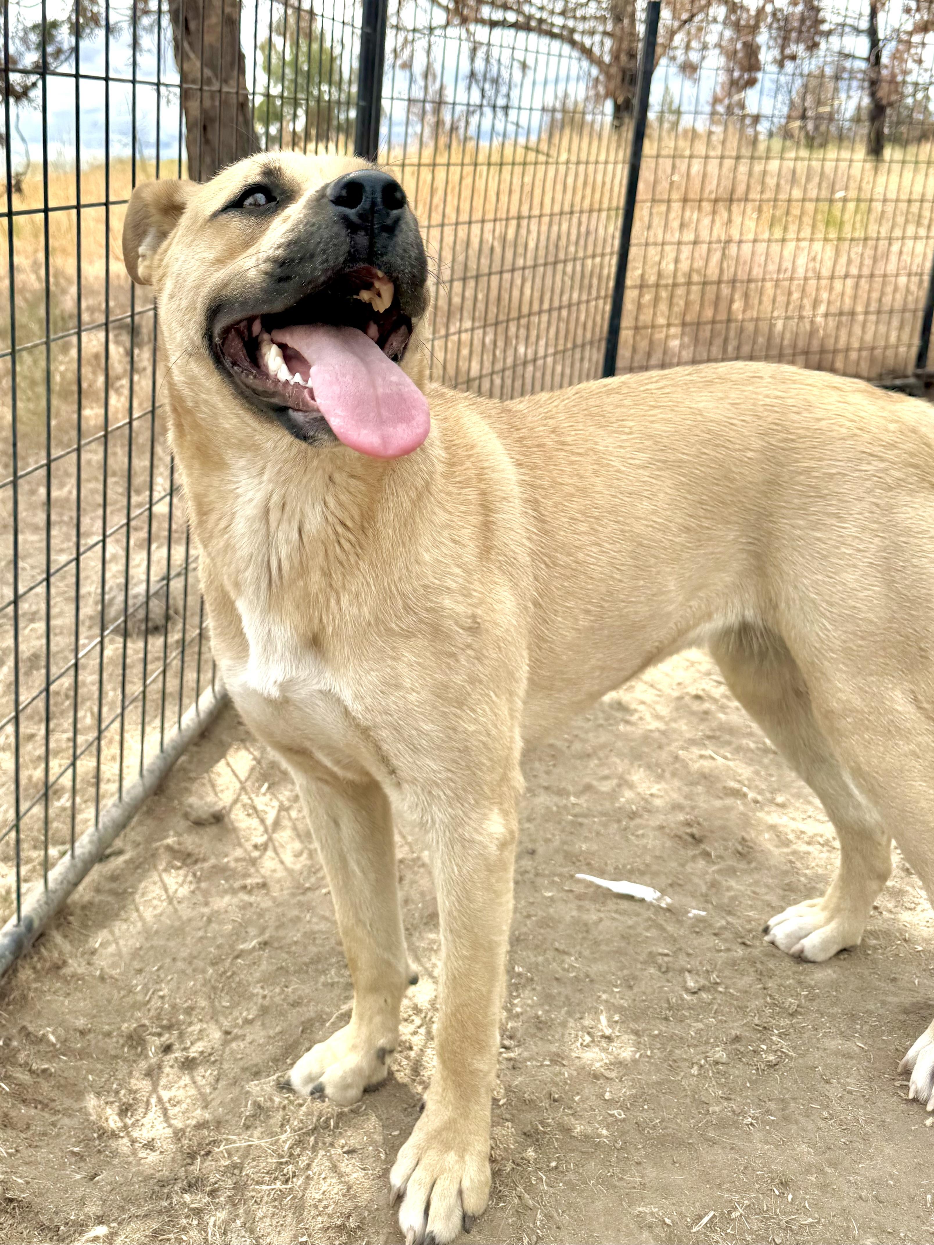 Rhonda, a Adoptable mixed breed in Madras, OR image 1/6