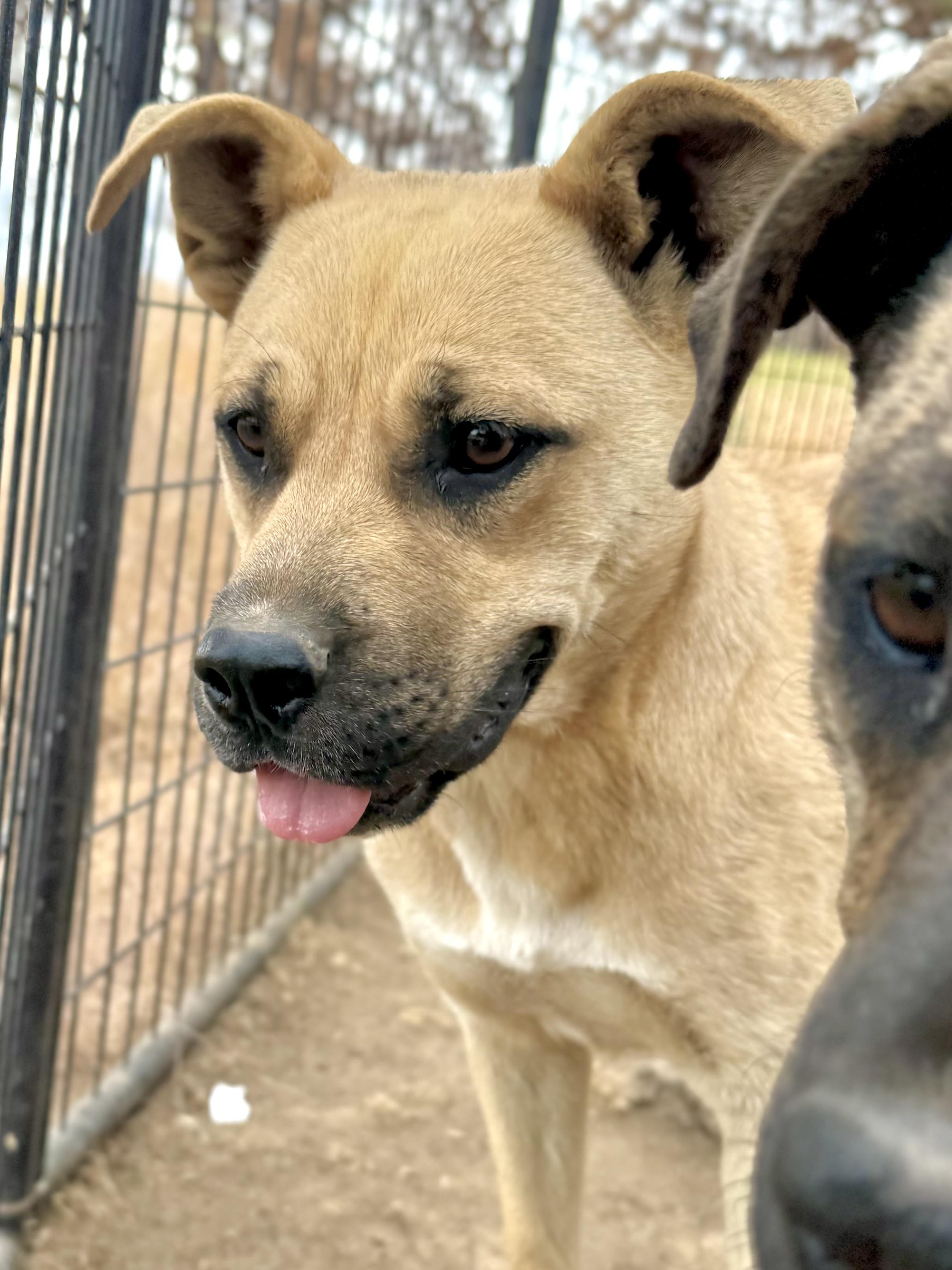 Rhonda, a Adoptable mixed breed in Madras, OR image 4/6