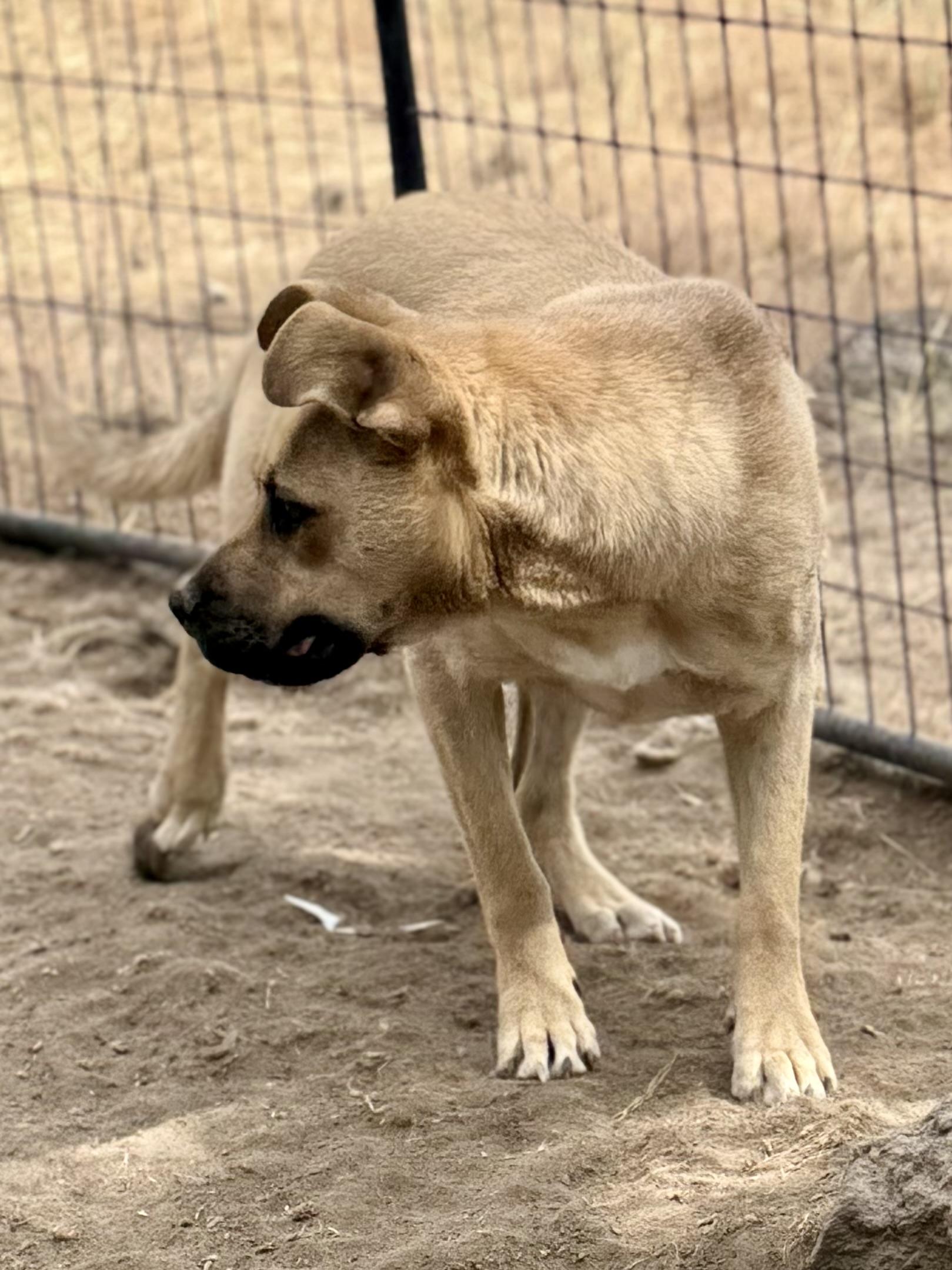 Rhonda, a Adoptable mixed breed in Madras, OR image 2/6