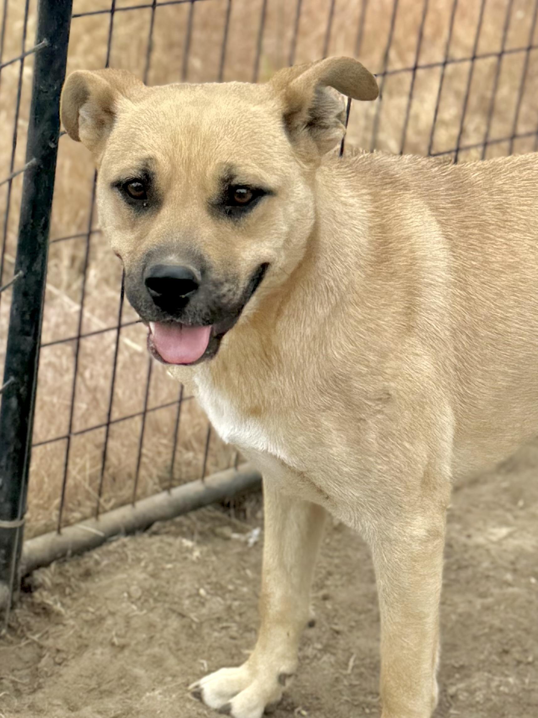 Rhonda, a Adoptable mixed breed in Madras, OR image 5/6