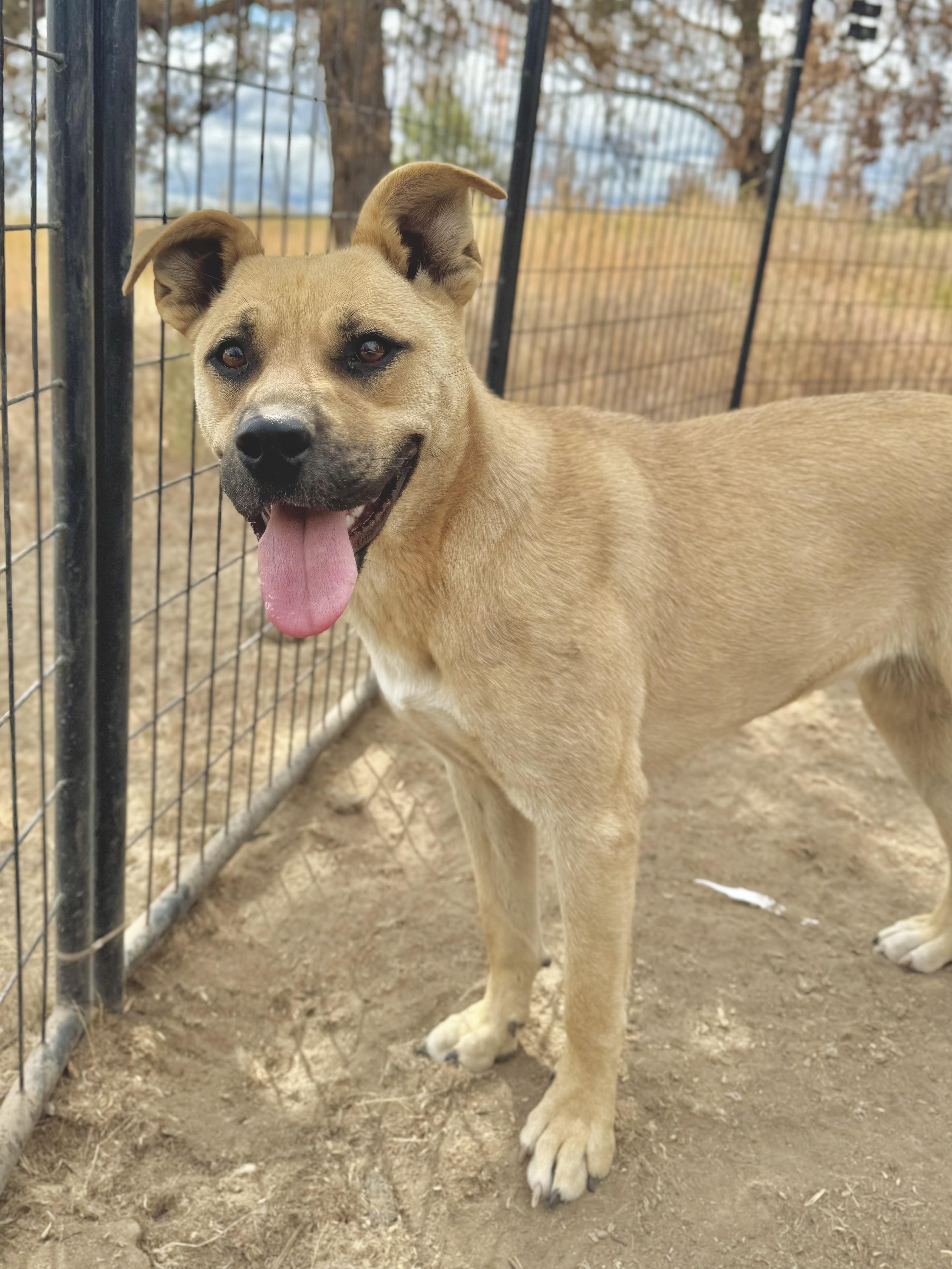 Rhonda, a Adoptable mixed breed in Madras, OR image 3/6