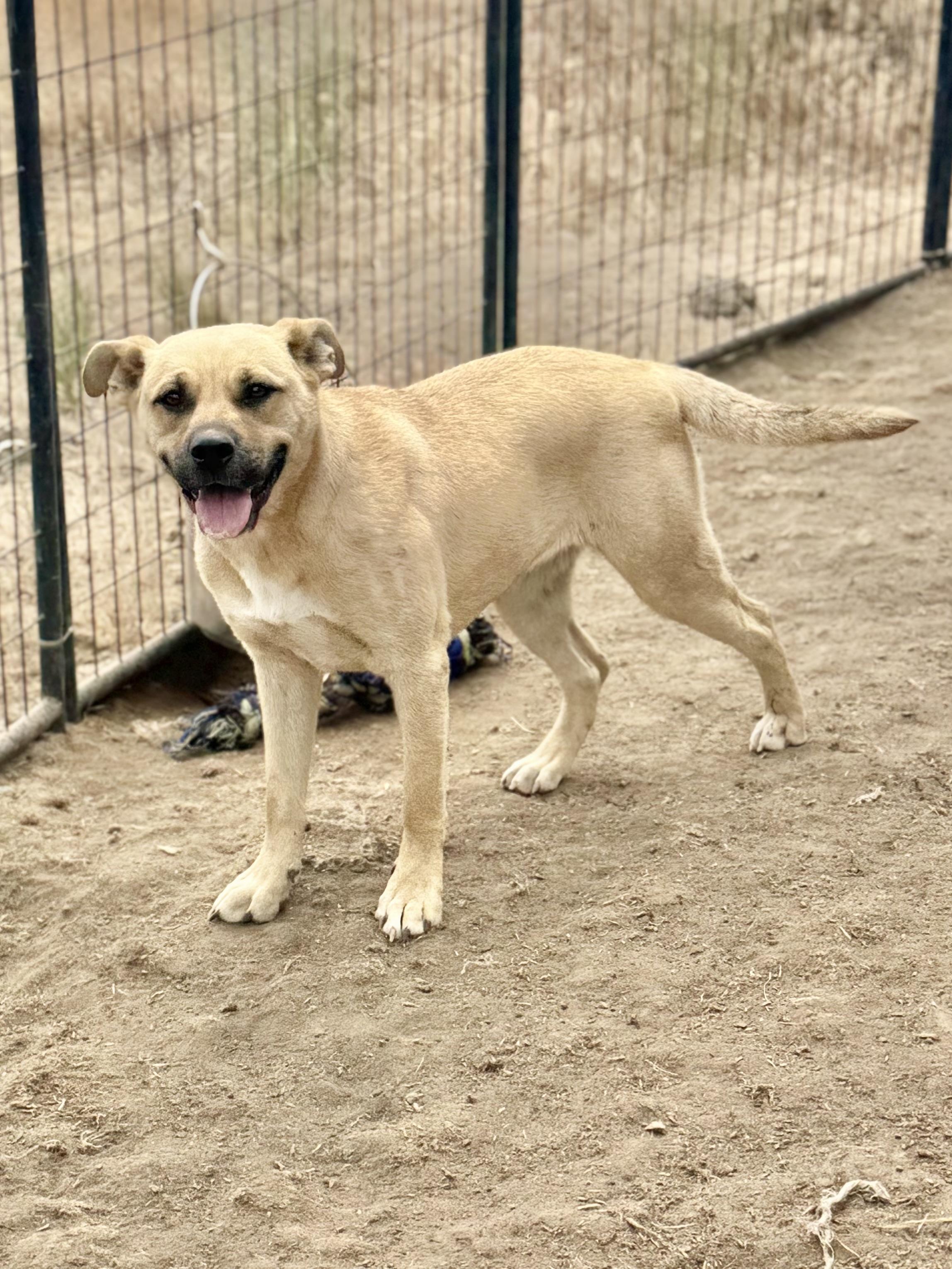 Rhonda, a Adoptable mixed breed in Madras, OR image 6/6