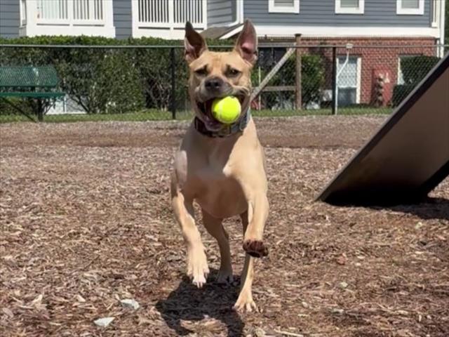 Enlarge GATOR, a Adoptable mixed breed in Chapel Hill, NC image 1/1