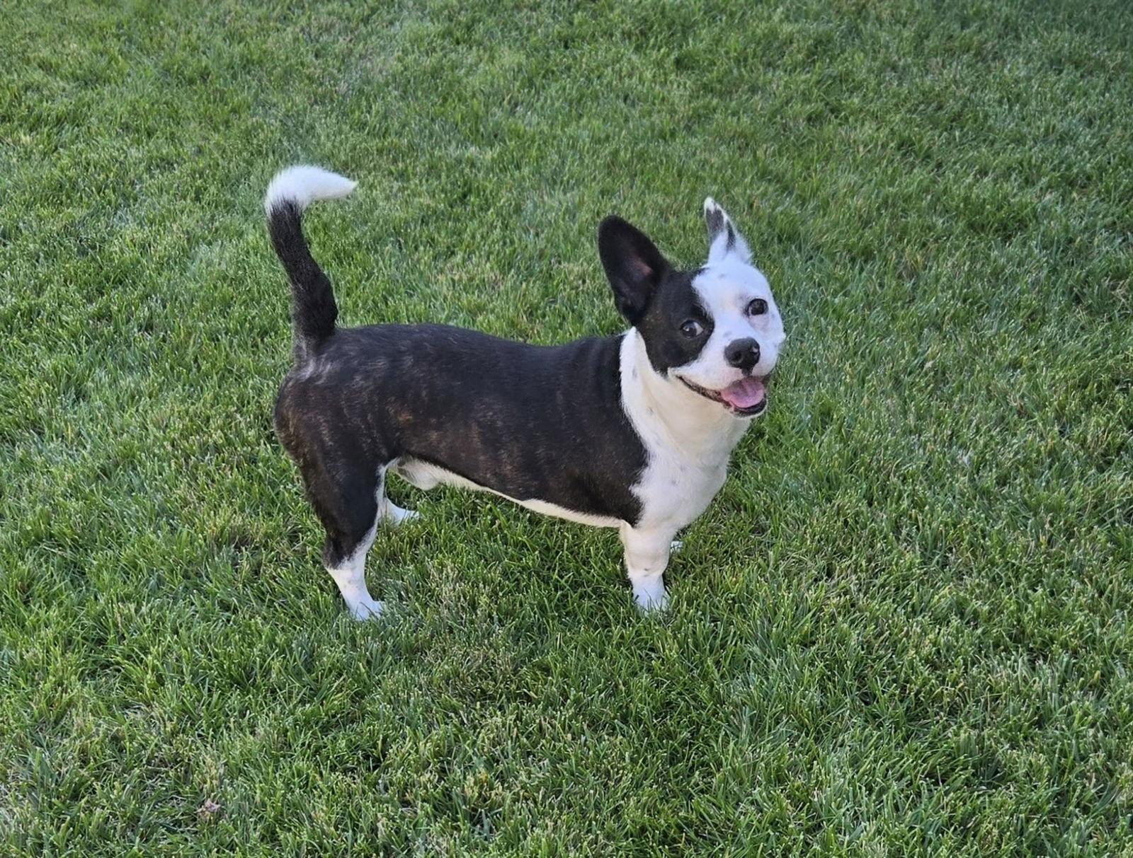 Zeke, Adoptable, Young Male Boston Terrier.