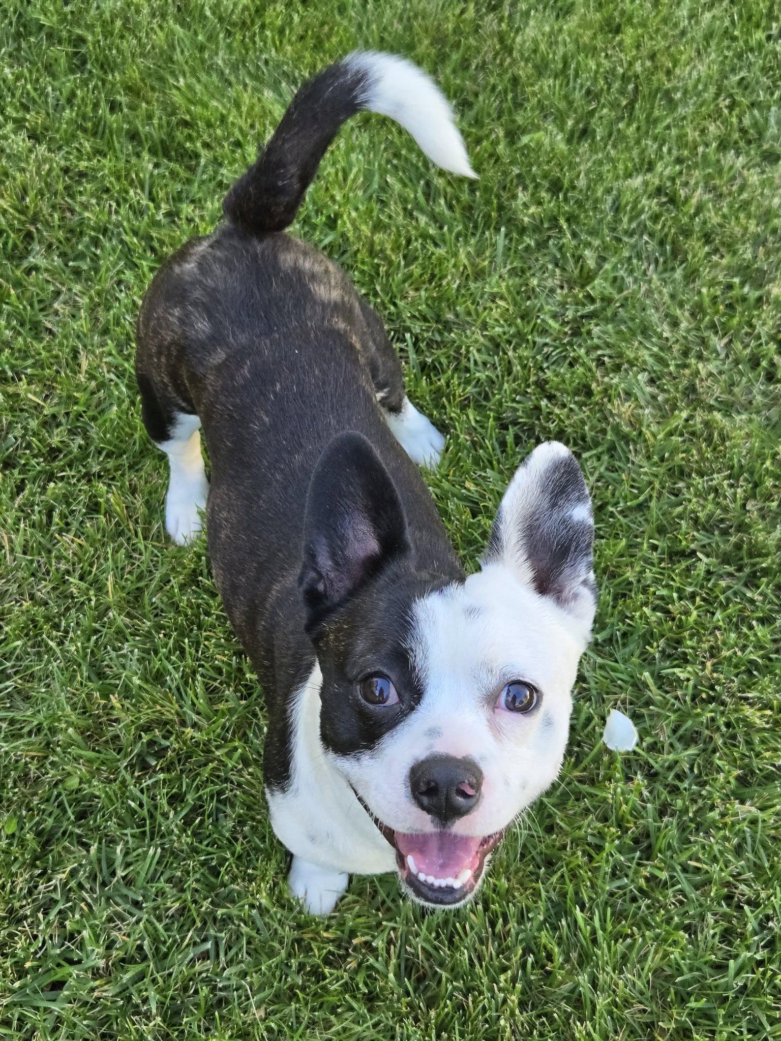 Enlarge Zeke, a Adoptable Boston Terrier in Huntington Beach, CA image 2/3
