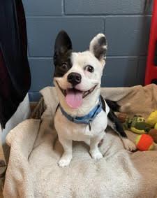 Enlarge Zeke, a Adoptable Boston Terrier in Huntington Beach, CA image 3/3