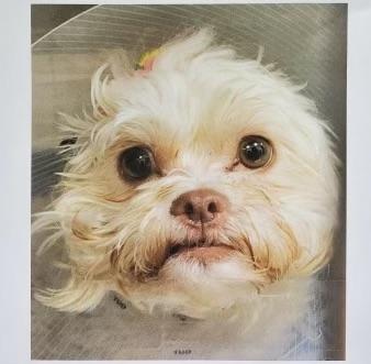 Enlarge Tutu, a Adopted Maltipoo in Jackson, NJ image 1/1