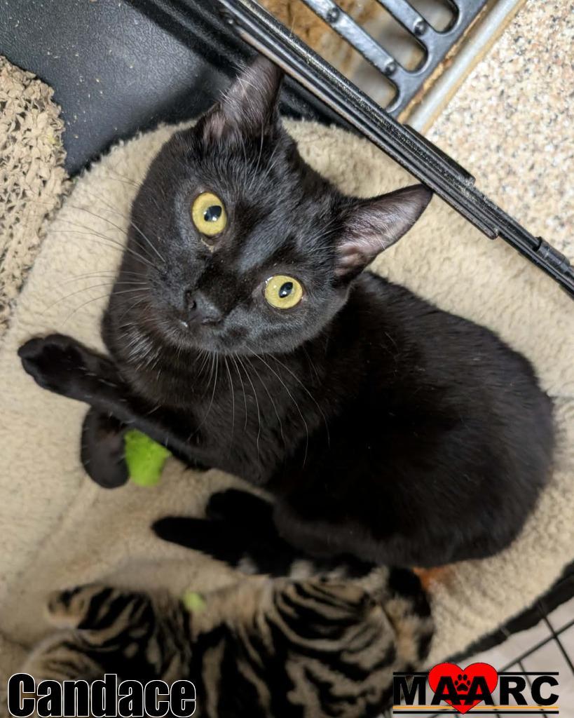 Candace, Adoptable, Kitten Female Domestic Short Hair.