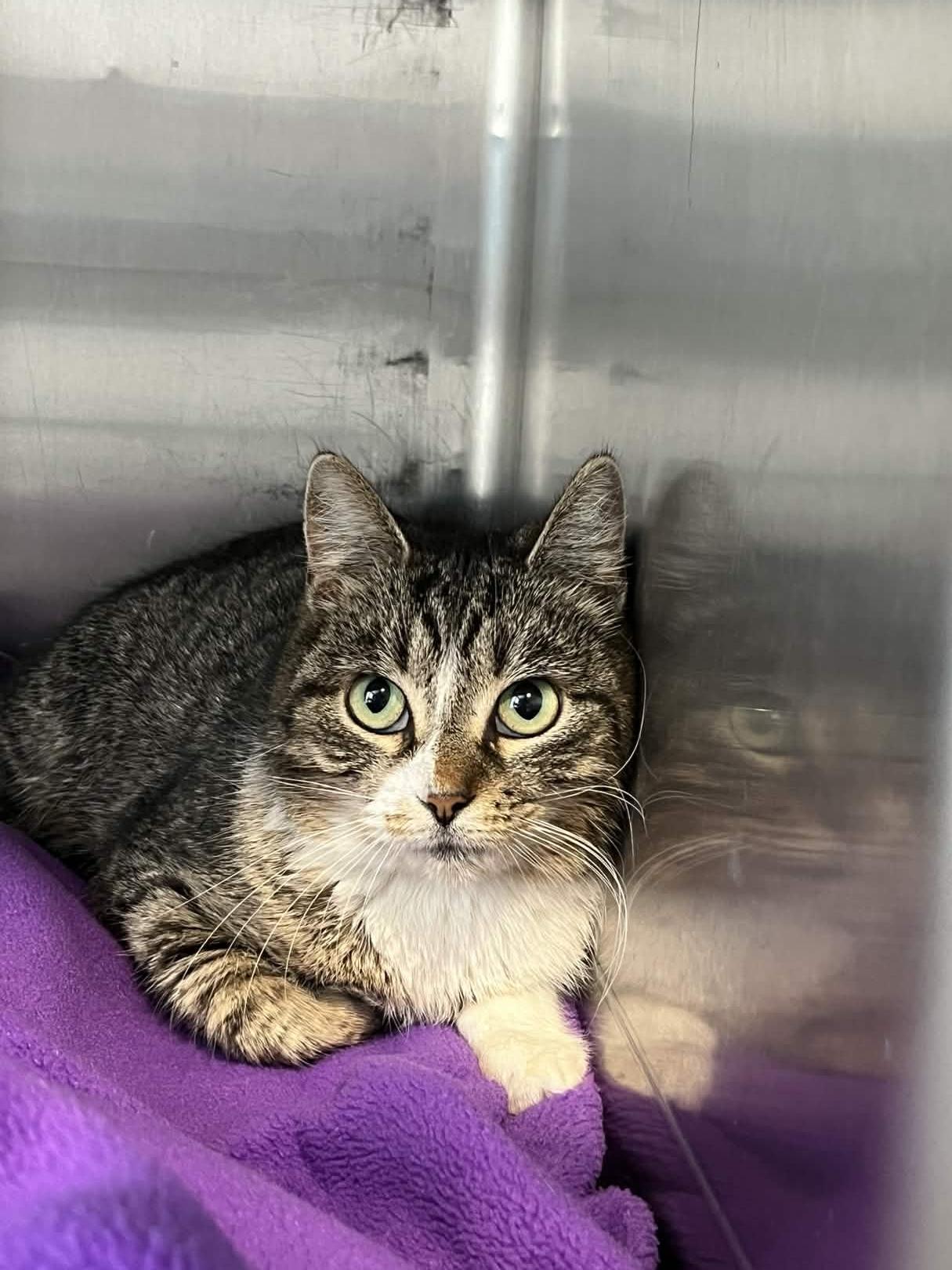 Tulip, ADOPTABLE, Young Female Domestic Short Hair.