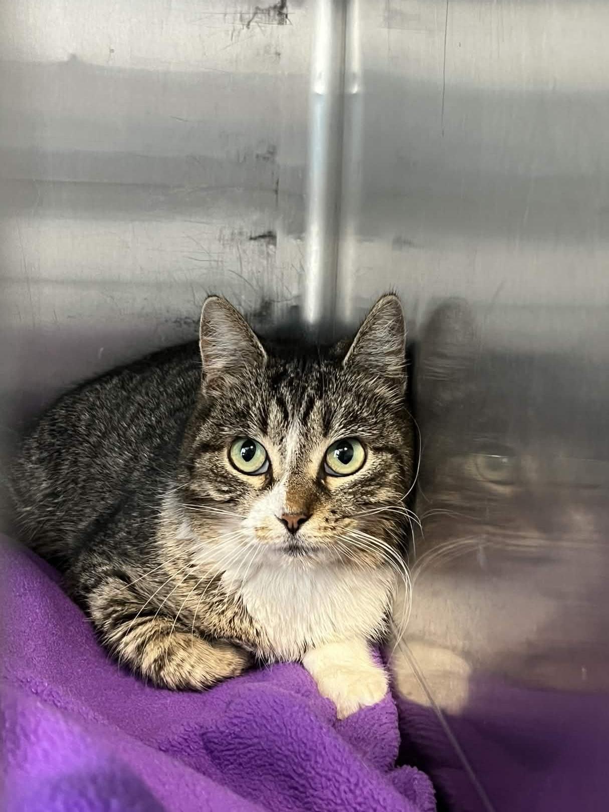 Enlarge Tulip, a ADOPTABLE Domestic Short Hair in Richmond, KY image 3/3