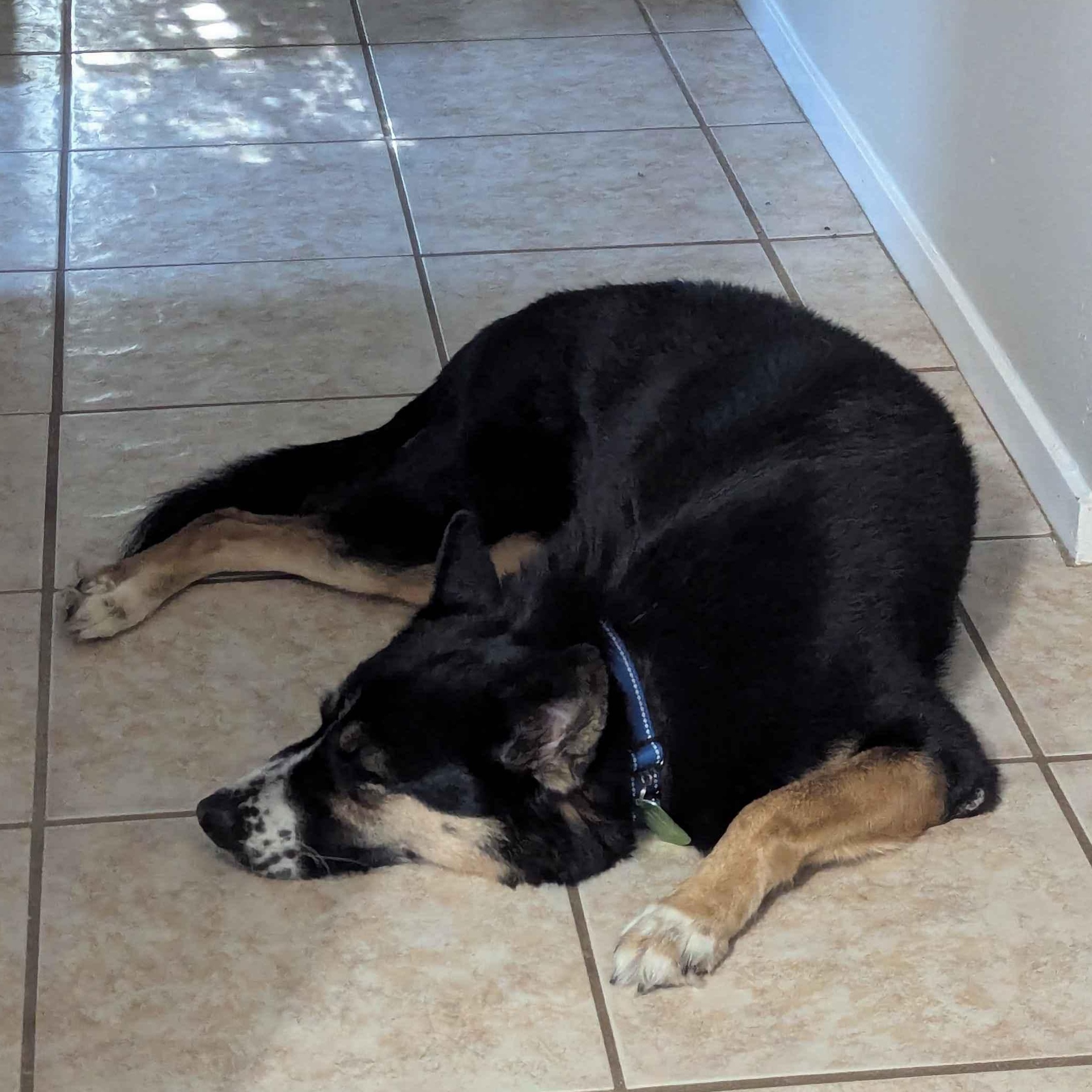 Sky, adoptable, Young Female Husky.