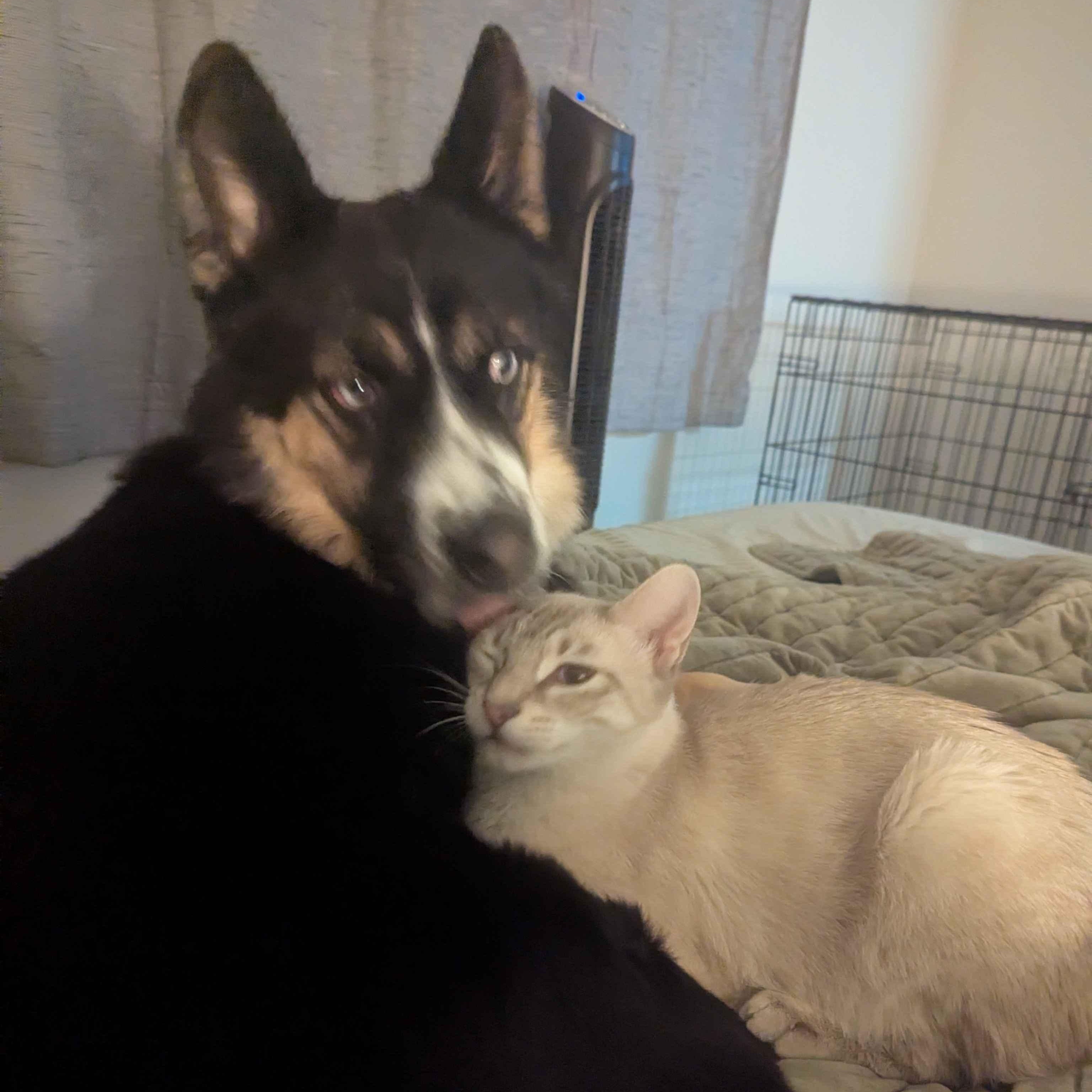 Sky, an adoptable mixed breed in Portland, OR image 3/5