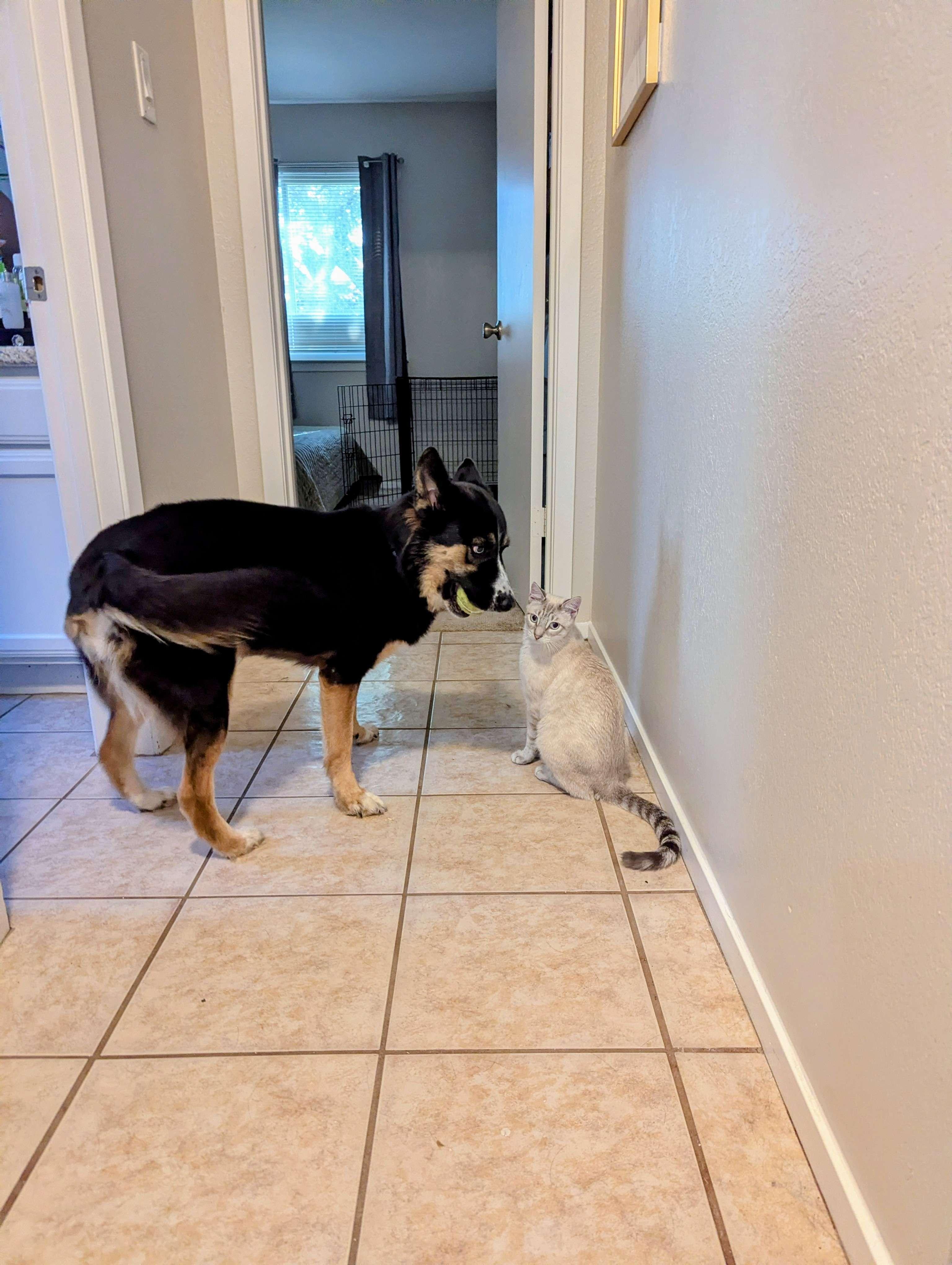 Sky, an adoptable mixed breed in Portland, OR image 4/5