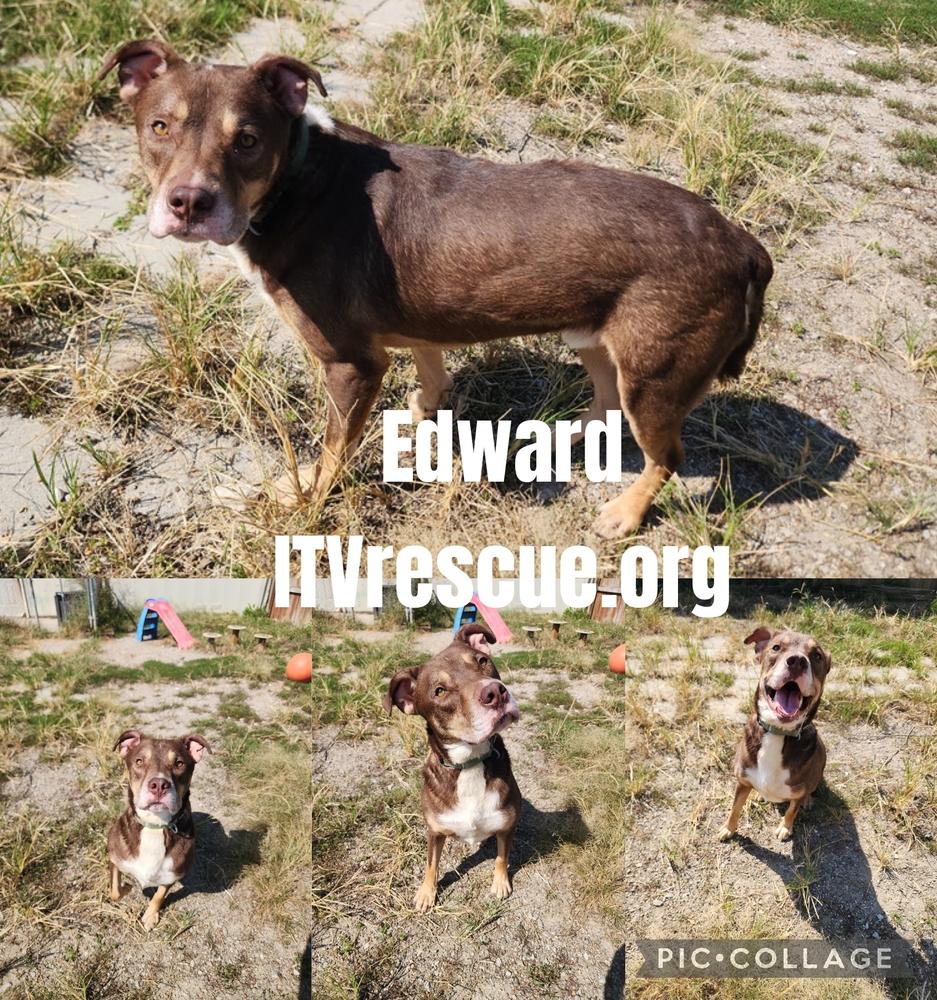 Edward, Adoptable, Adult Male Pit Bull Terrier.