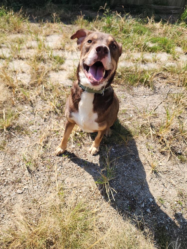 Edward, Adoptable, Adult Male Pit Bull Terrier.