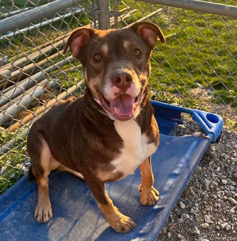Edward, Adoptable, Adult Male Pit Bull Terrier.